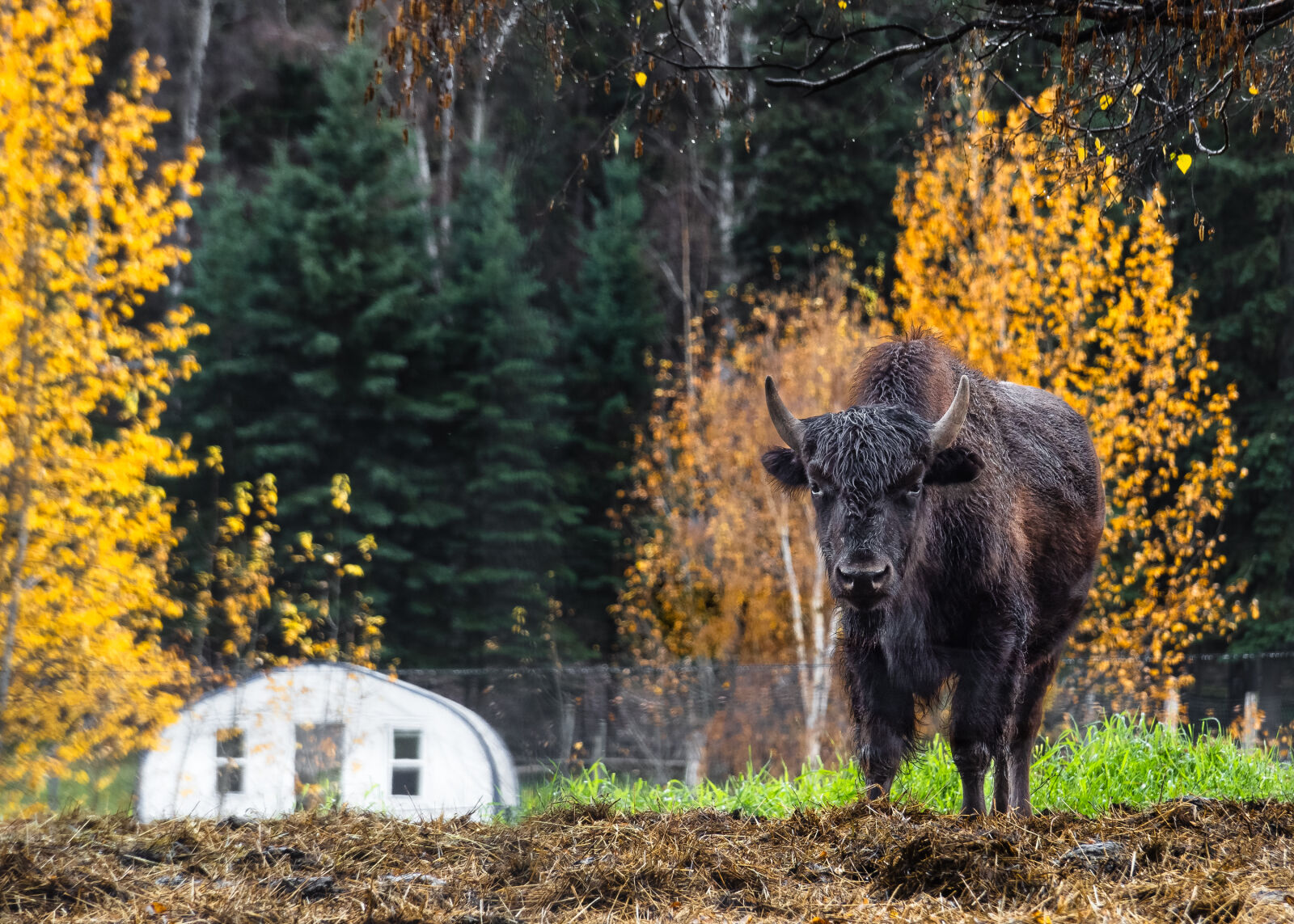 Olympus OM-D E-M1 Mark III sample photo. Eye contact - anchorage photography