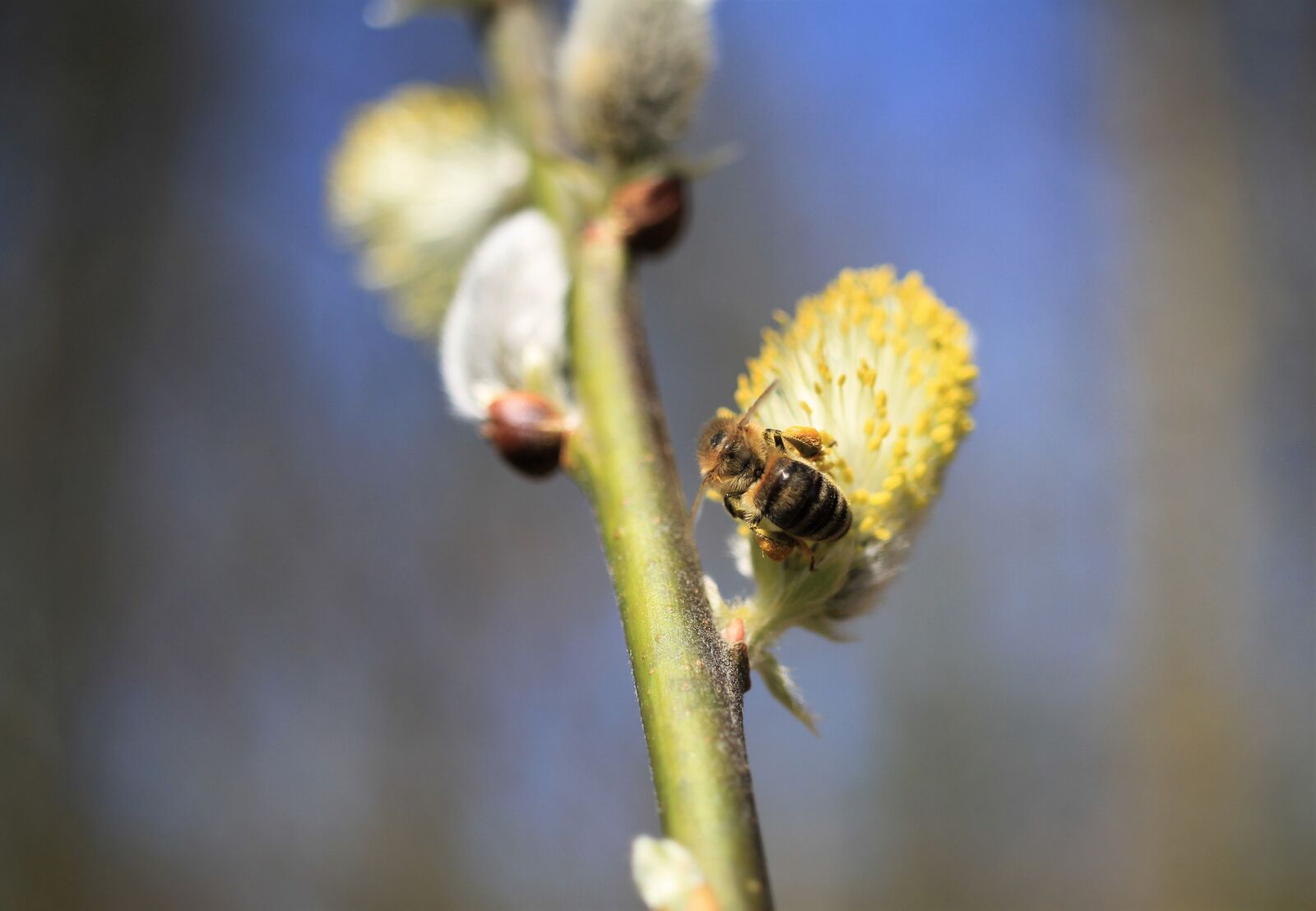 Canon EOS 7D sample photo. Willow catkin, bee, wasp photography