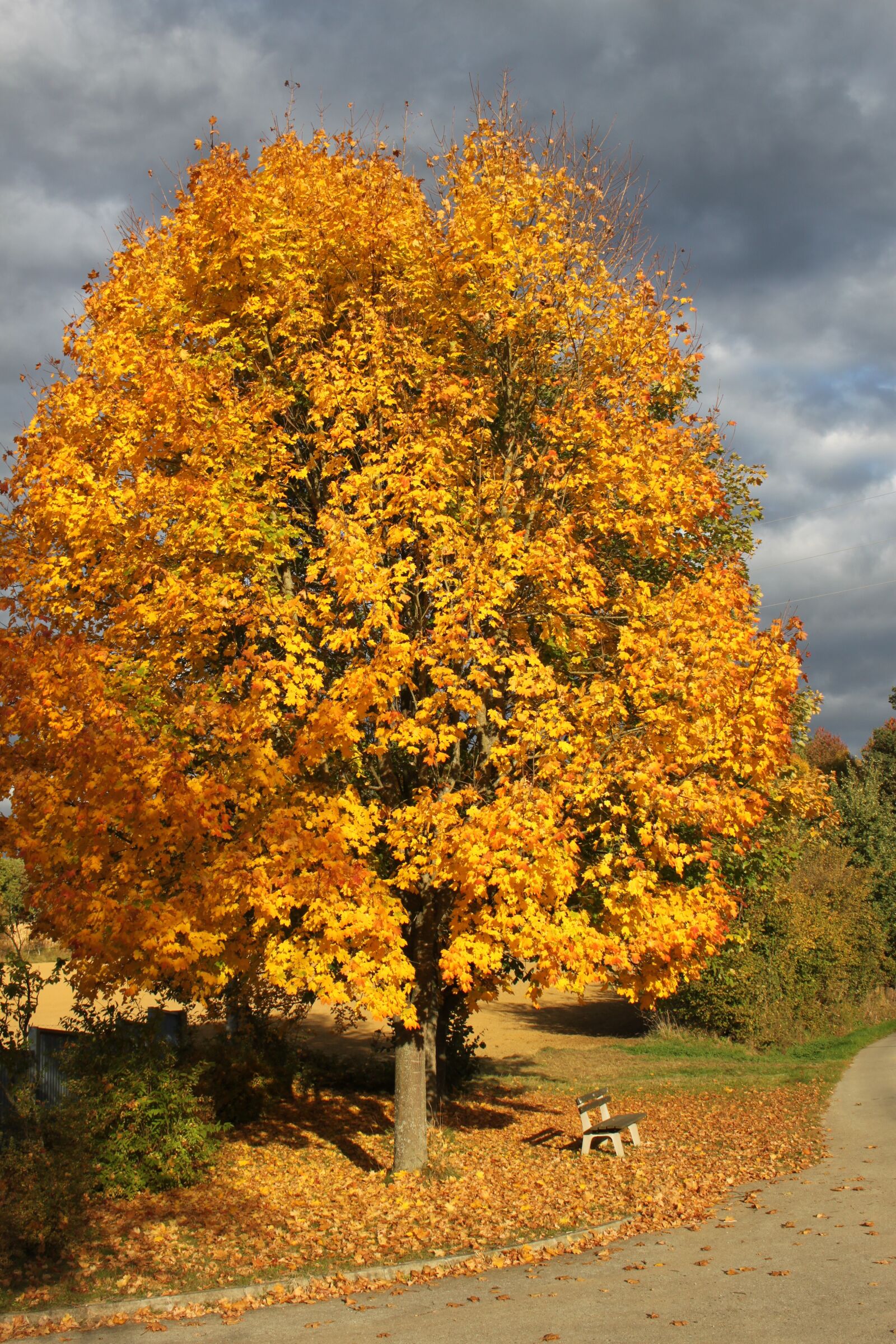 Canon EOS 500D (EOS Rebel T1i / EOS Kiss X3) sample photo. Tree, autumn, leaves photography