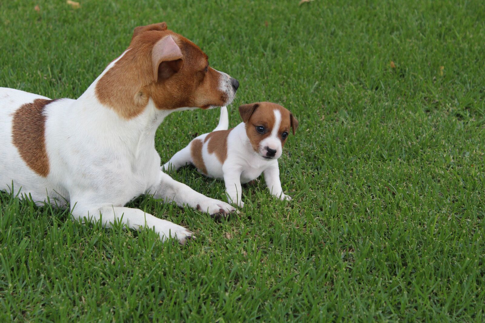 Canon EOS 1300D (EOS Rebel T6 / EOS Kiss X80) sample photo. Pets, dogs, jack russel photography