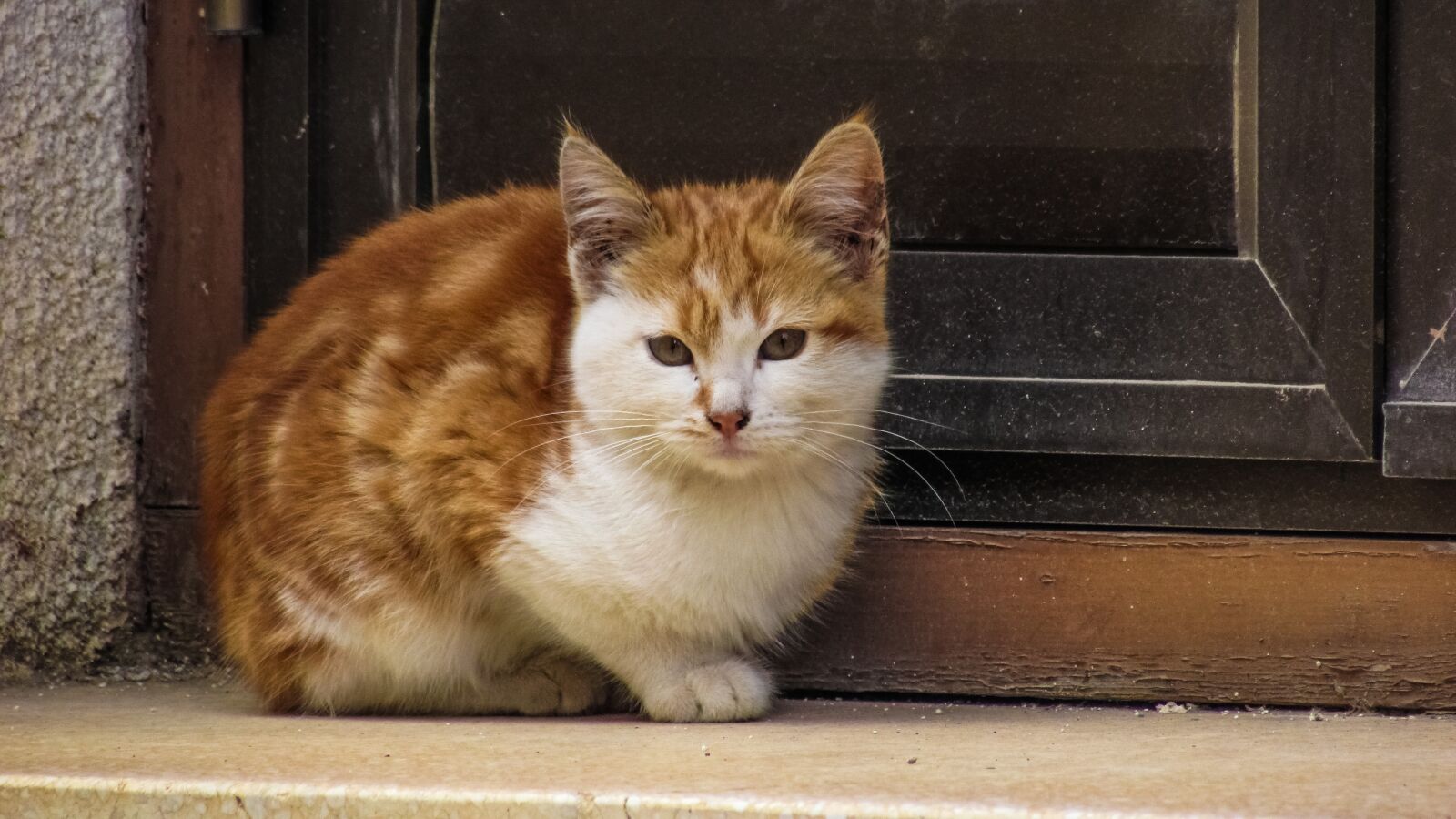 Canon PowerShot SX400 IS sample photo. Cat, young, window photography