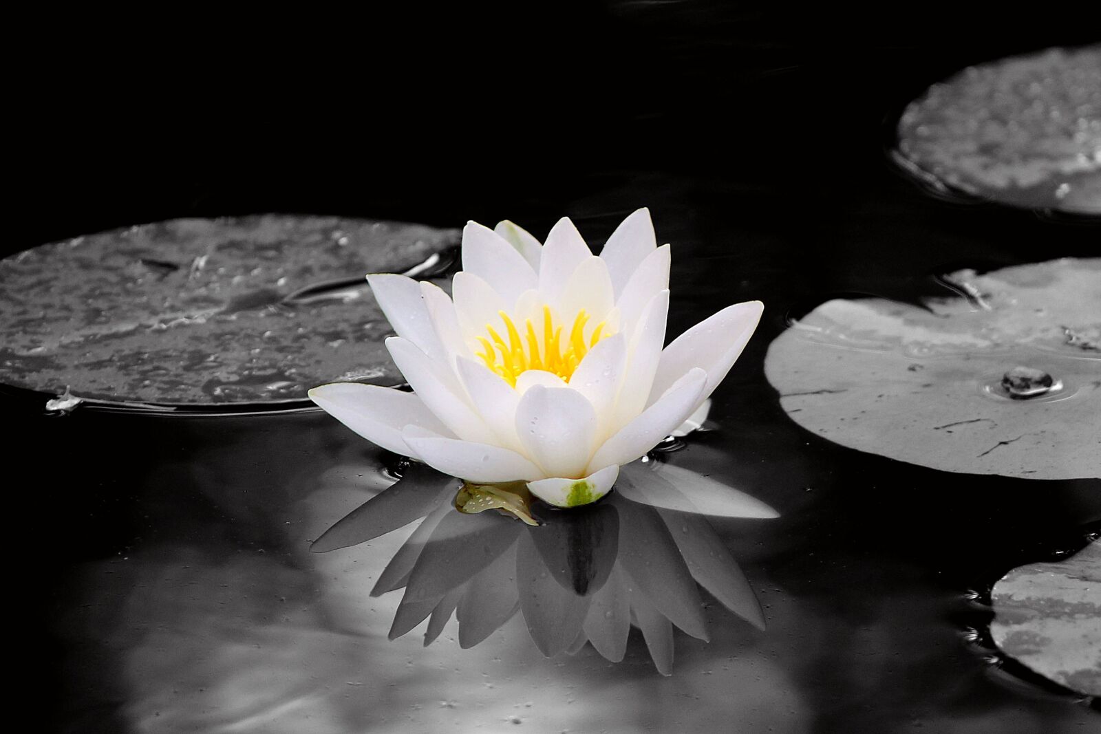 Canon EF 75-300mm f/4-5.6 sample photo. Pond, waterlilies, aquatic plants photography