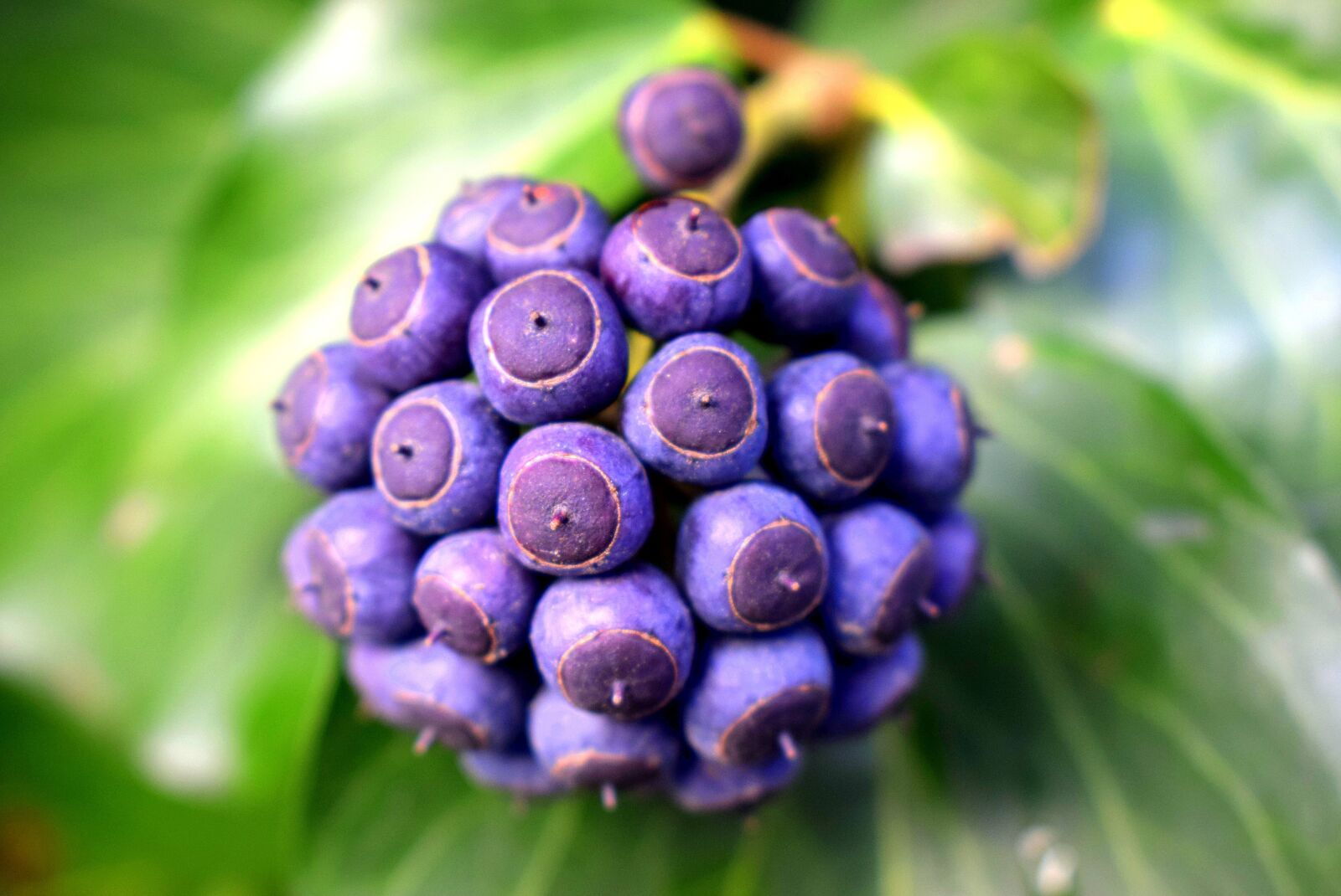 Nikon D3300 sample photo. Green, blue, nature photography