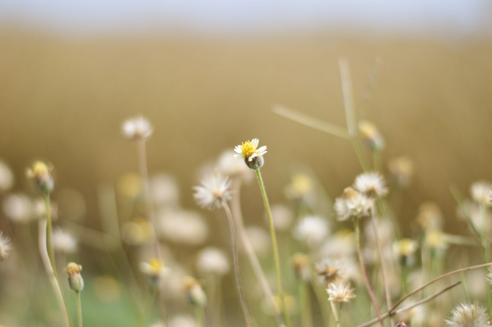 Nikon D3200 sample photo. Flowers photography