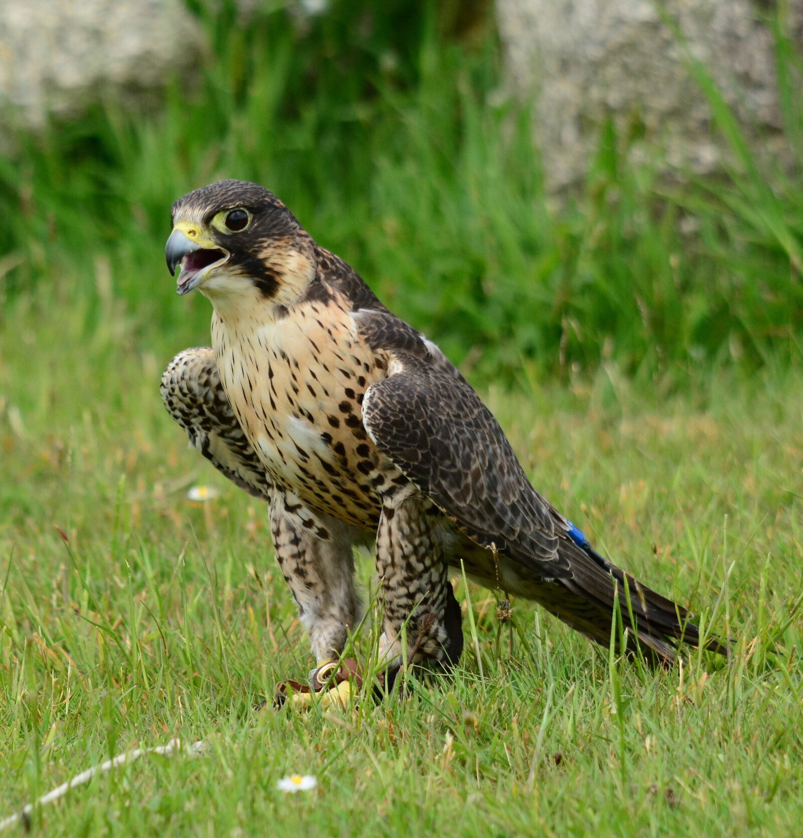 Nikon D7100 sample photo. Peregrine, falcon, stand photography