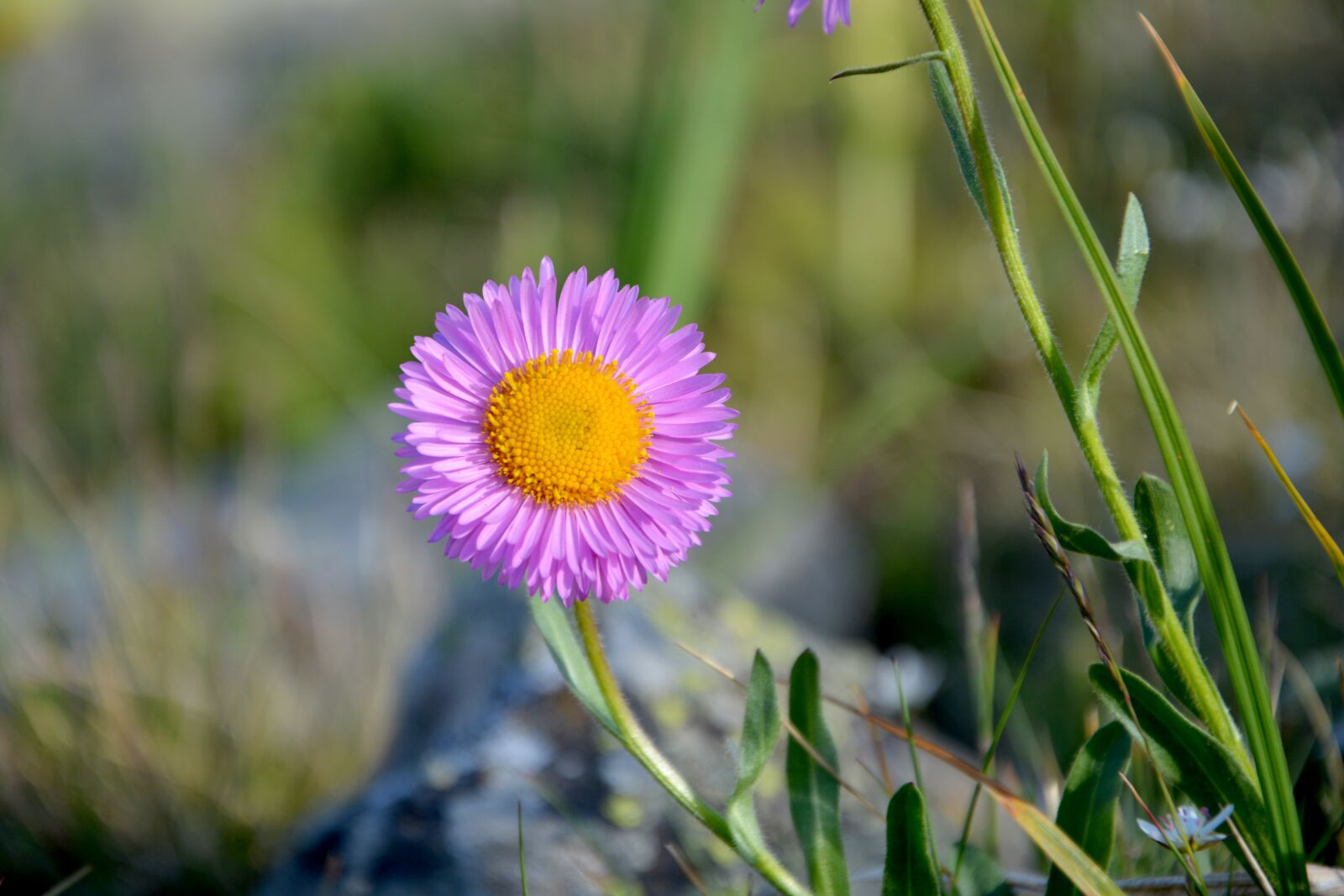 Nikon D7100 sample photo. Flower, nature, macro photography