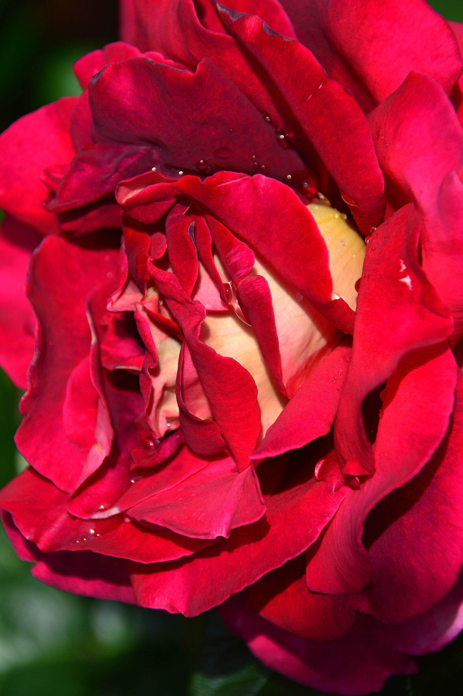 Nikon D3200 sample photo. Red, rose, red rose photography