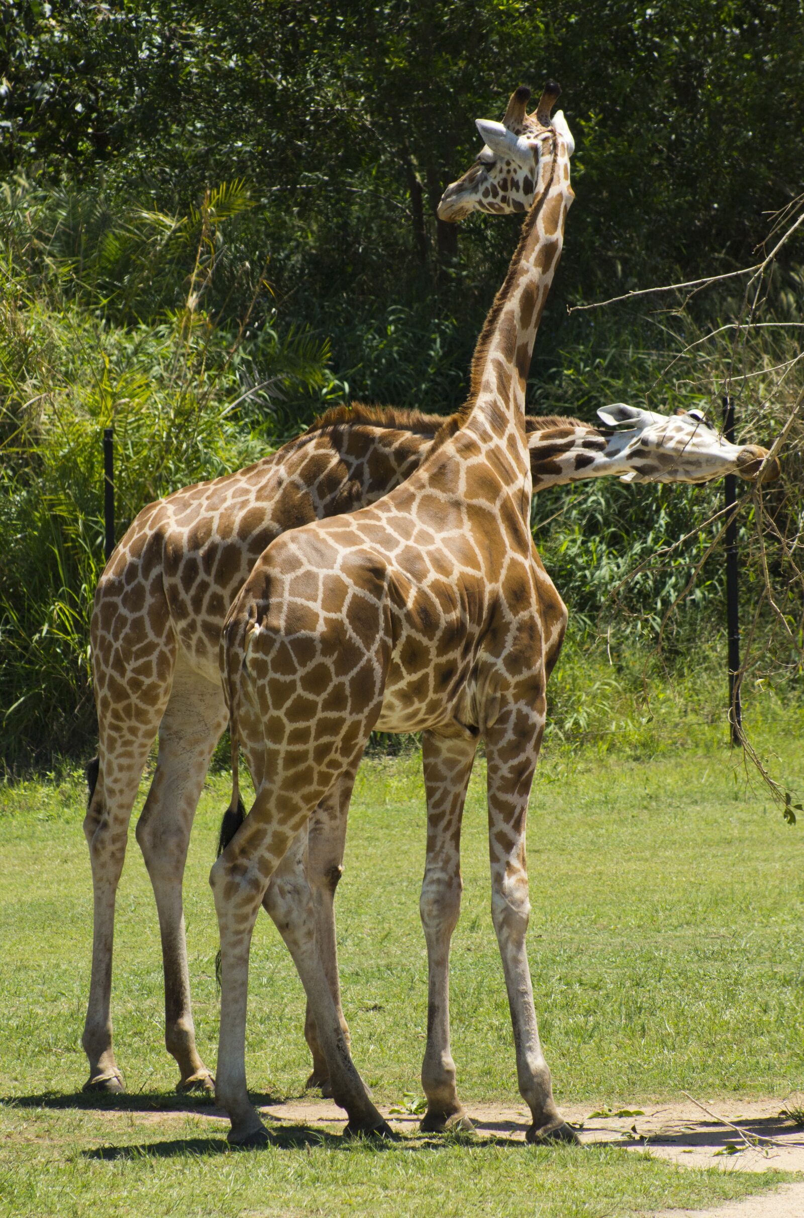 Sony SLT-A65 (SLT-A65V) sample photo. Giraffe, animal, africa photography