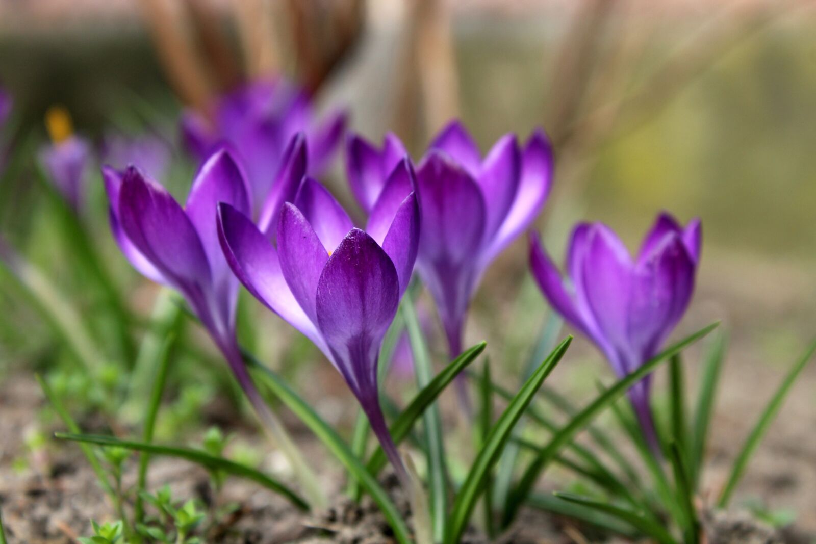Canon EOS 1200D (EOS Rebel T5 / EOS Kiss X70 / EOS Hi) sample photo. Crocus, saffron, violet photography