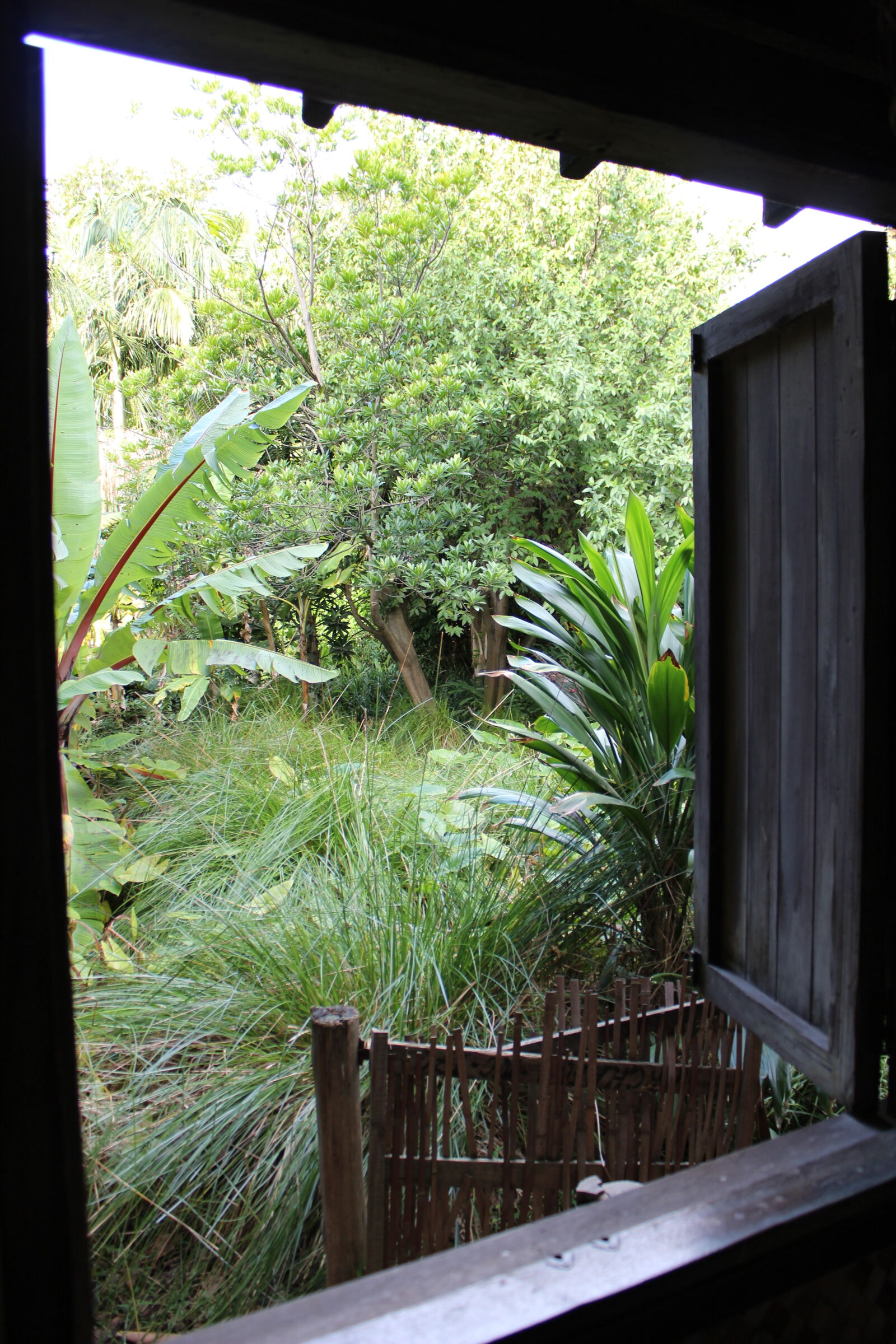 Canon EOS 600D (Rebel EOS T3i / EOS Kiss X5) sample photo. Grass, green, inside, looking photography
