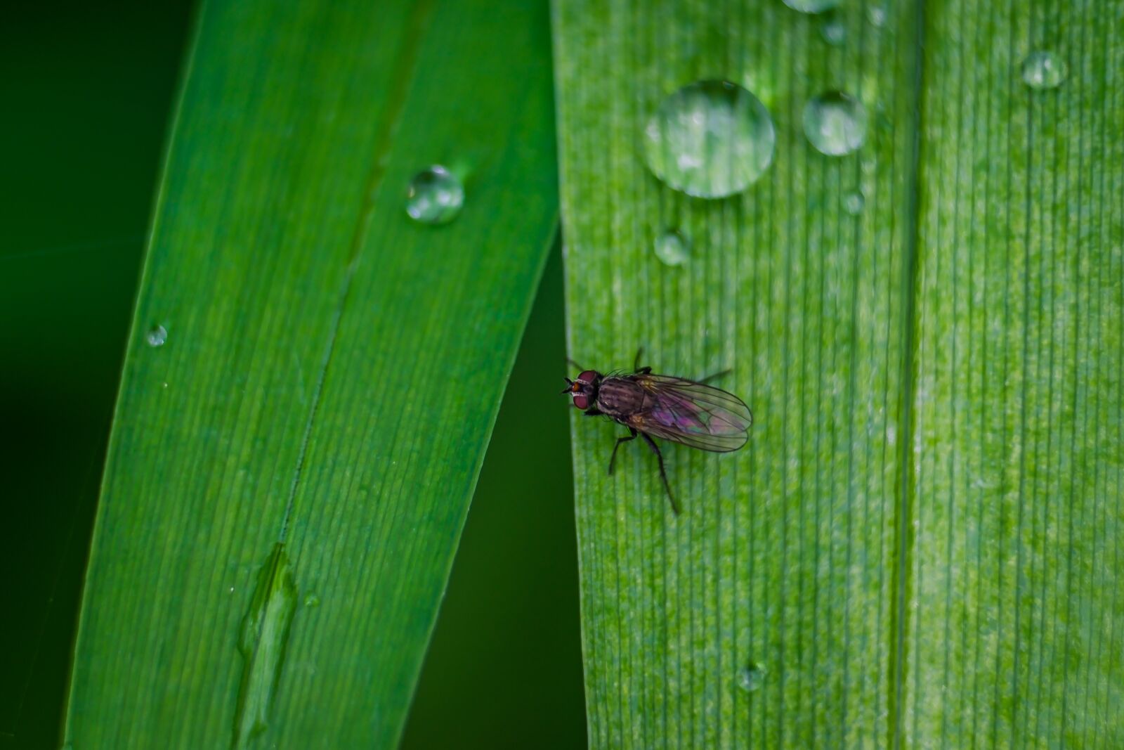 Fujifilm XF 55-200mm F3.5-4.8 R LM OIS sample photo. Macro, mucha, insect photography