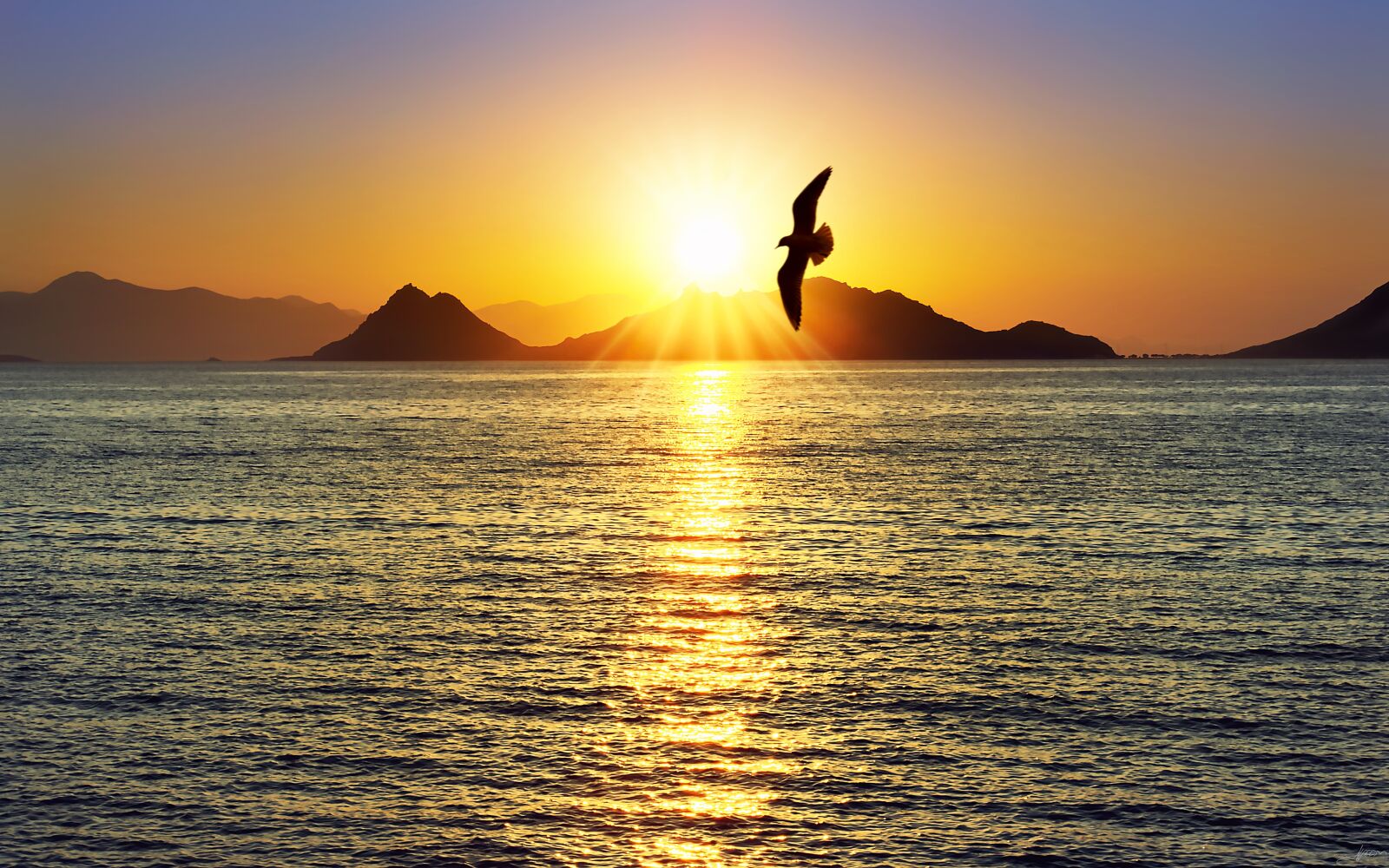 Nikon D3S sample photo. Sunset, seagull, landscape photography