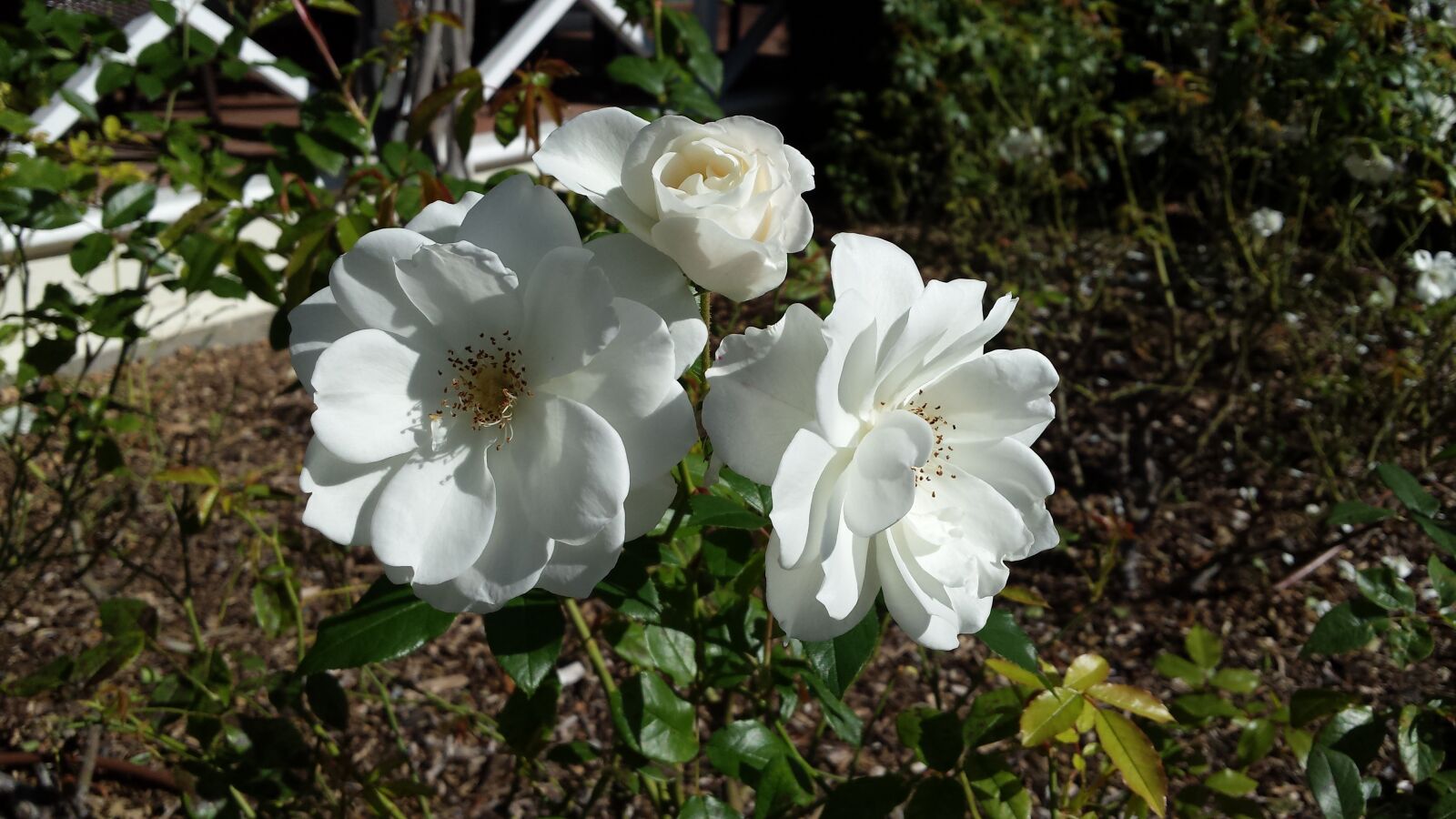 Samsung Galaxy S4 sample photo. Flower, garden, bloom photography