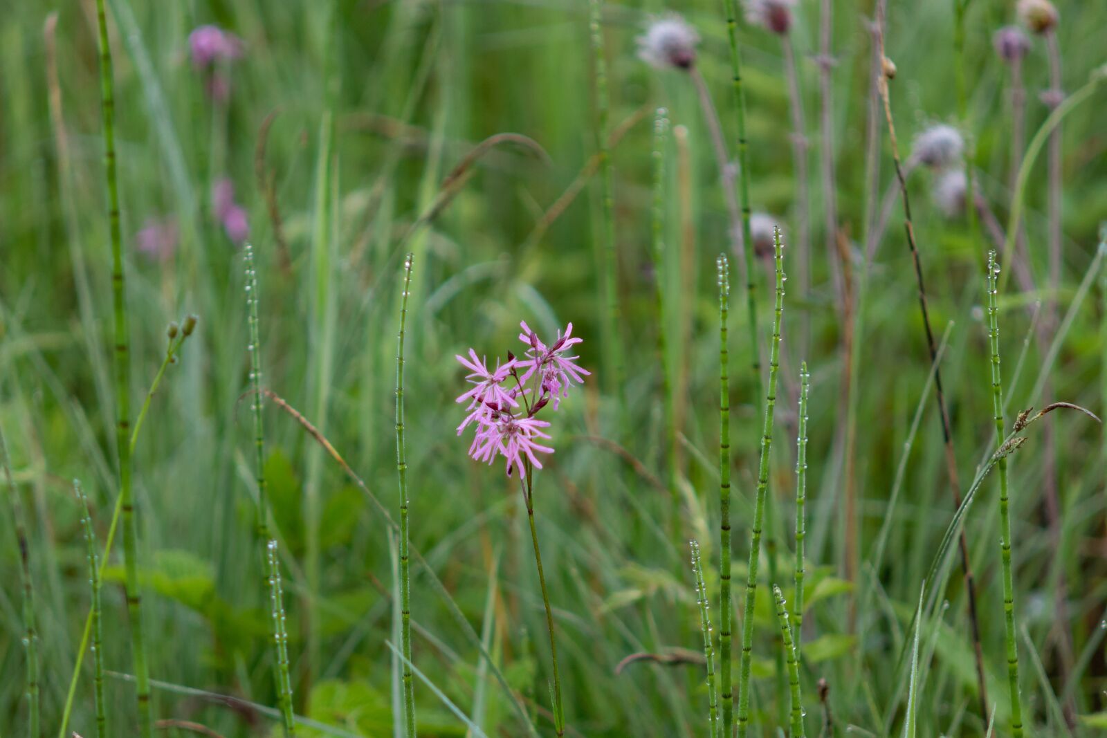 Canon EOS 7D Mark II sample photo. Cuckoo-light elke, blossom, bloom photography