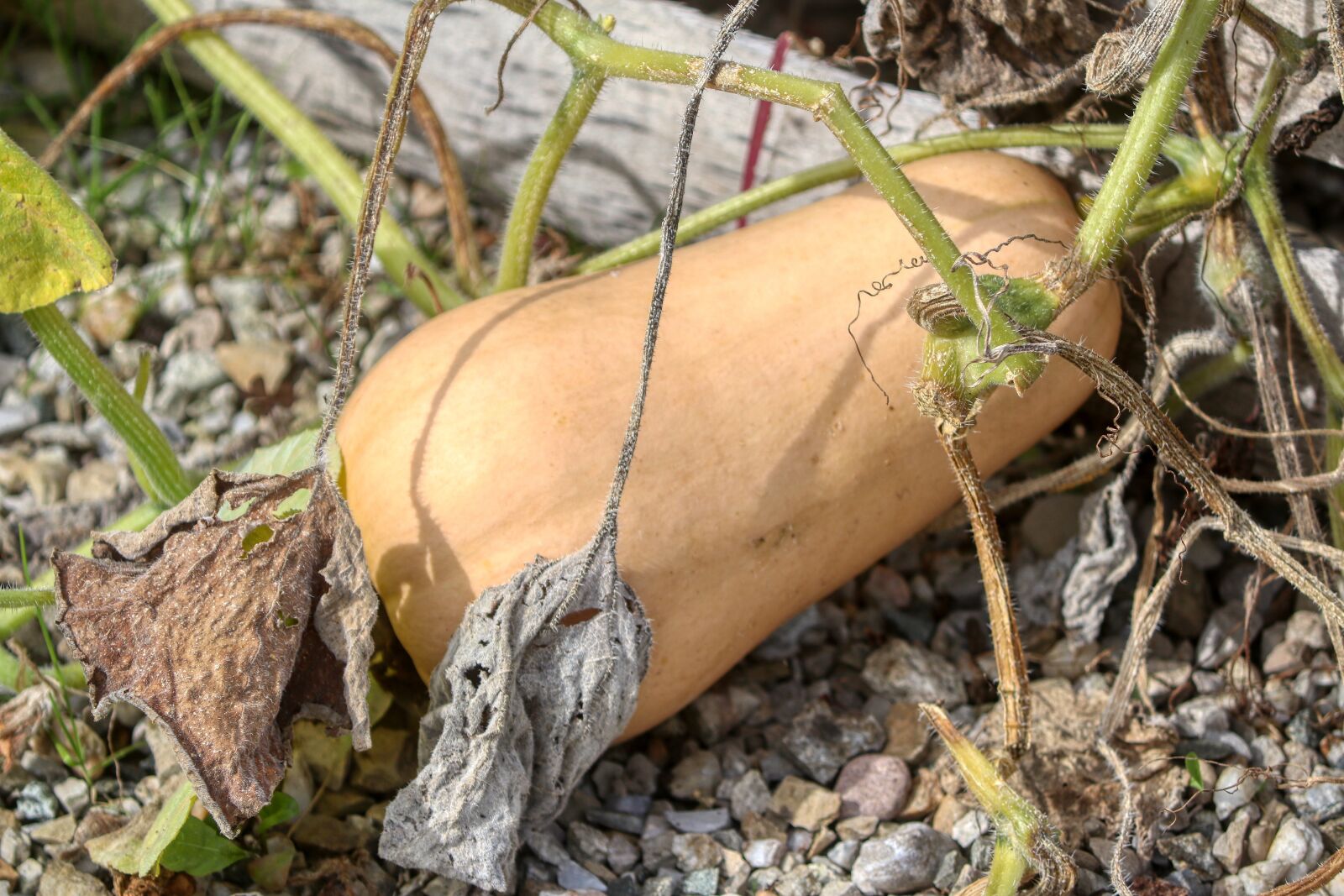 Canon EOS 80D sample photo. Pumpkin, autumn, halloween photography