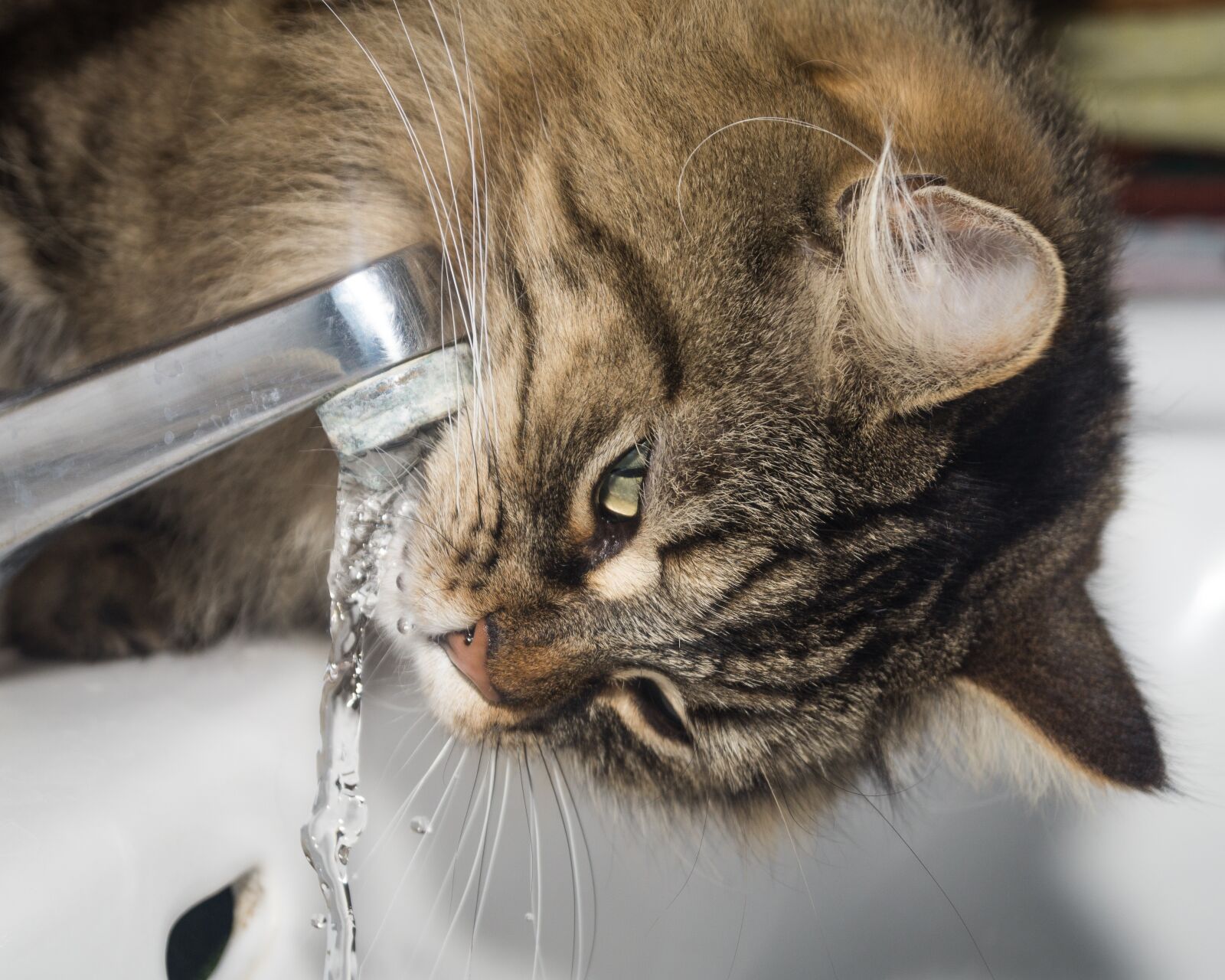Sony DT 18-55mm F3.5-5.6 SAM II sample photo. Cat, norwegian forest cat photography