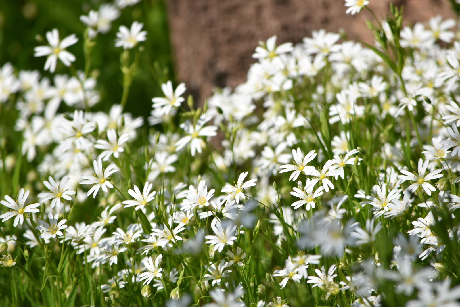 Nikon D5500 sample photo. Flowers, white, green photography