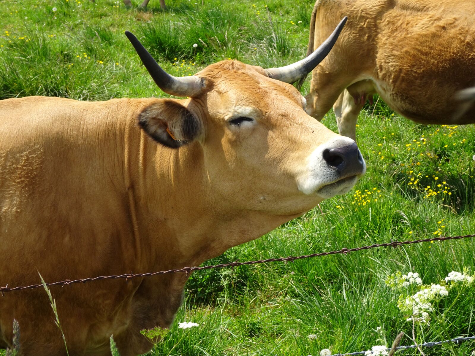 Sony Cyber-shot DSC-HX90V sample photo. Cows, ruminants, animals photography