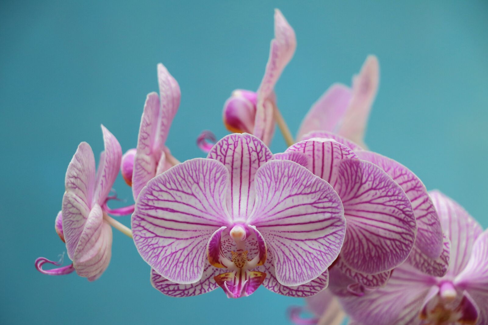 Canon EOS 750D (EOS Rebel T6i / EOS Kiss X8i) sample photo. Orchid, purple, flower photography