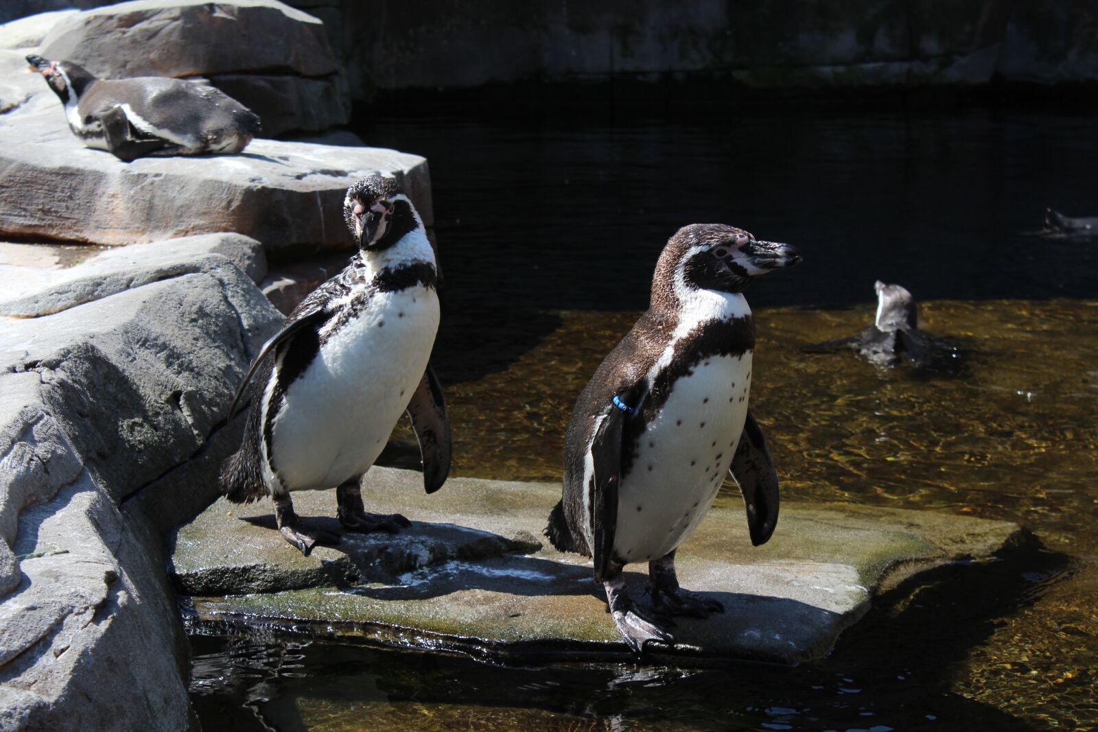 Canon EOS 1200D (EOS Rebel T5 / EOS Kiss X70 / EOS Hi) sample photo. Penguin, zoo, plant photography