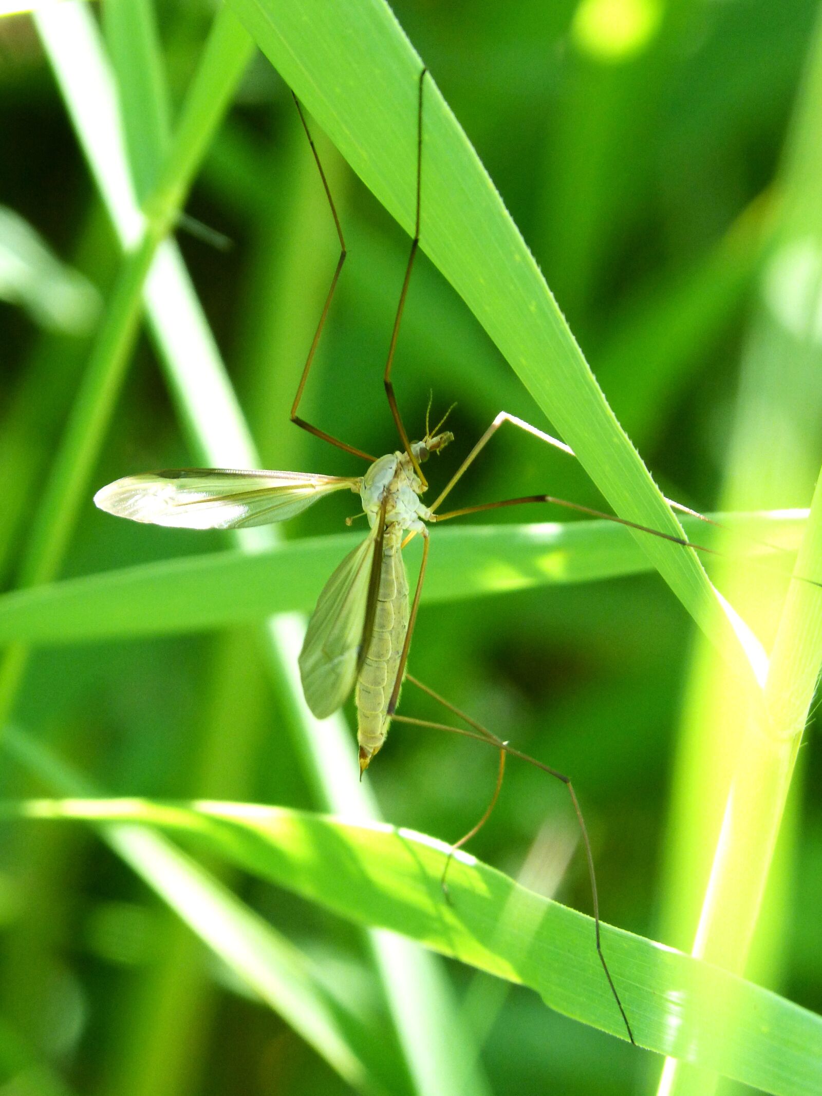Panasonic DMC-FZ62 sample photo. Mosquito, leaves, anopheles photography