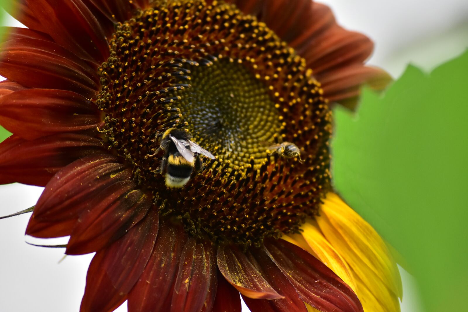 Nikon D7200 sample photo. Sunflower, pollination, pollen photography