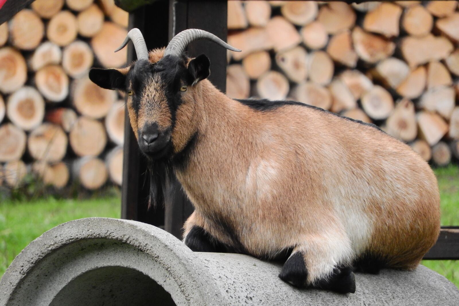 Nikon Coolpix P610 sample photo. Goat, brown goat, corners photography