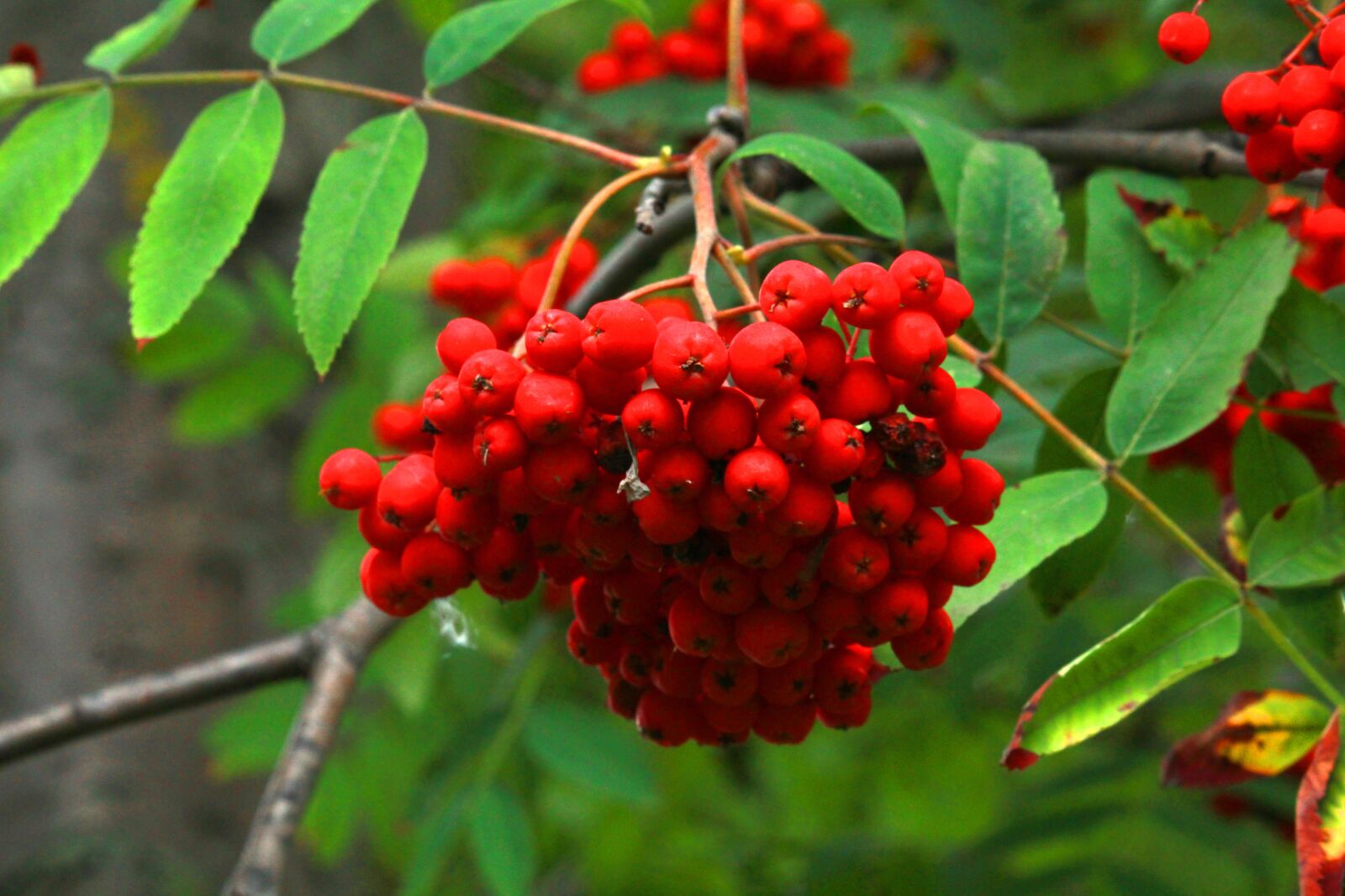Canon EOS 1200D (EOS Rebel T5 / EOS Kiss X70 / EOS Hi) sample photo. Rowan, vitamins, berry photography
