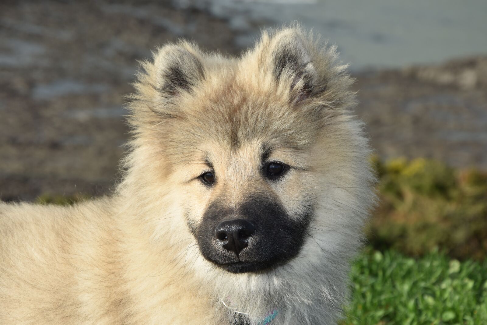 Nikon D5600 sample photo. Dog, young dog eurasier photography