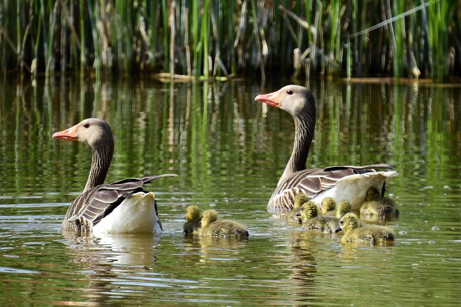 Nikon Coolpix P900 sample photo. Lake, birds, nature photography