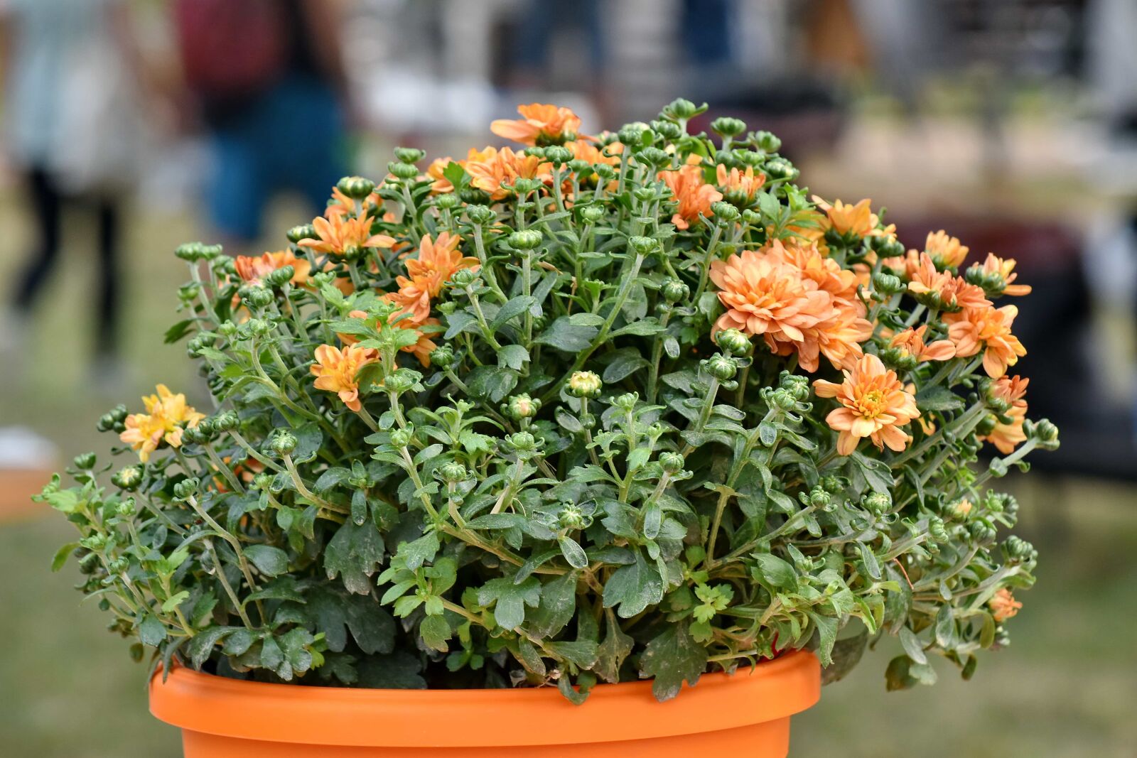 Nikon D5500 sample photo. Flowerpot, garden, orange yellow photography