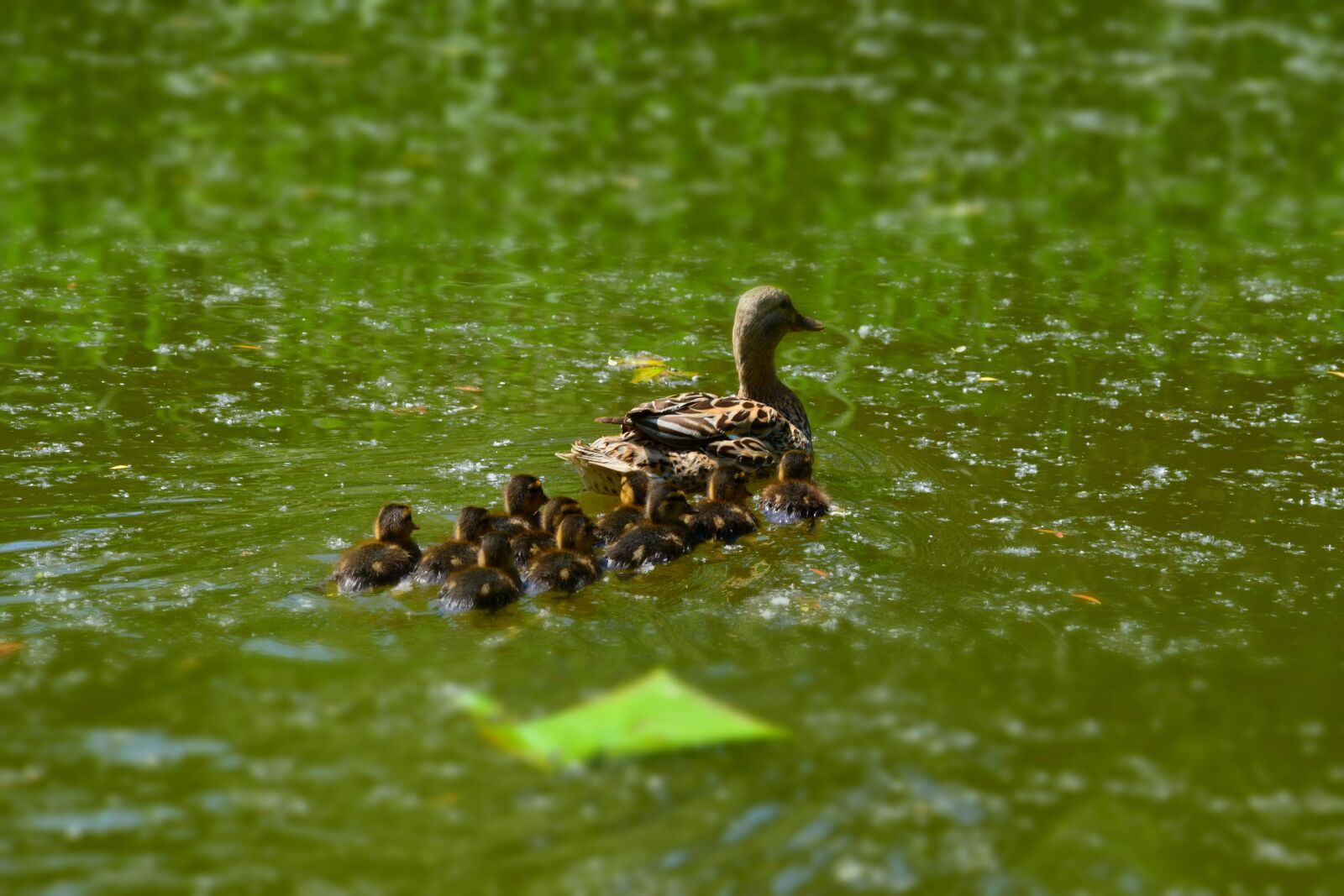 Nikon D3300 sample photo. Lake, water, duck photography