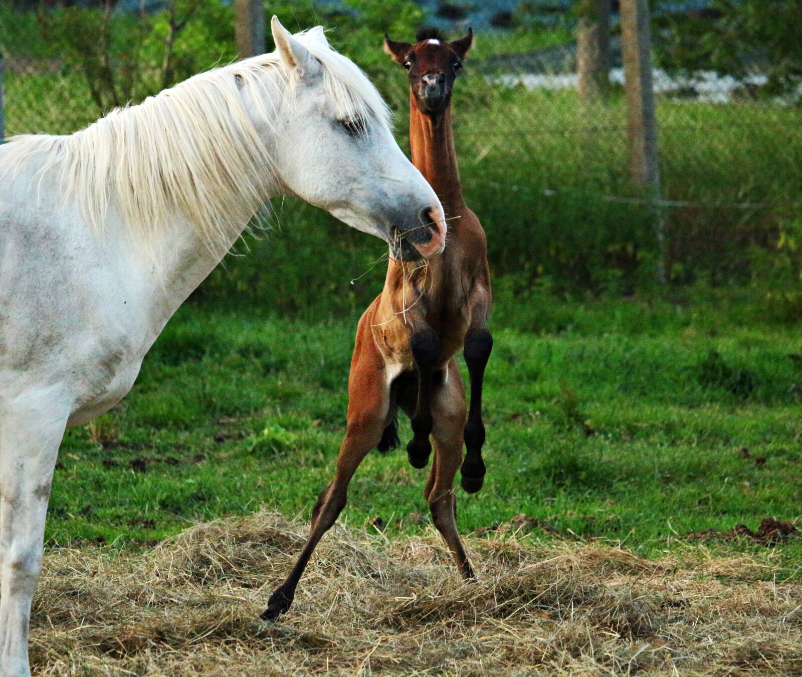 Canon EOS 100D (EOS Rebel SL1 / EOS Kiss X7) sample photo. Horse, foal, thoroughbred arabian photography