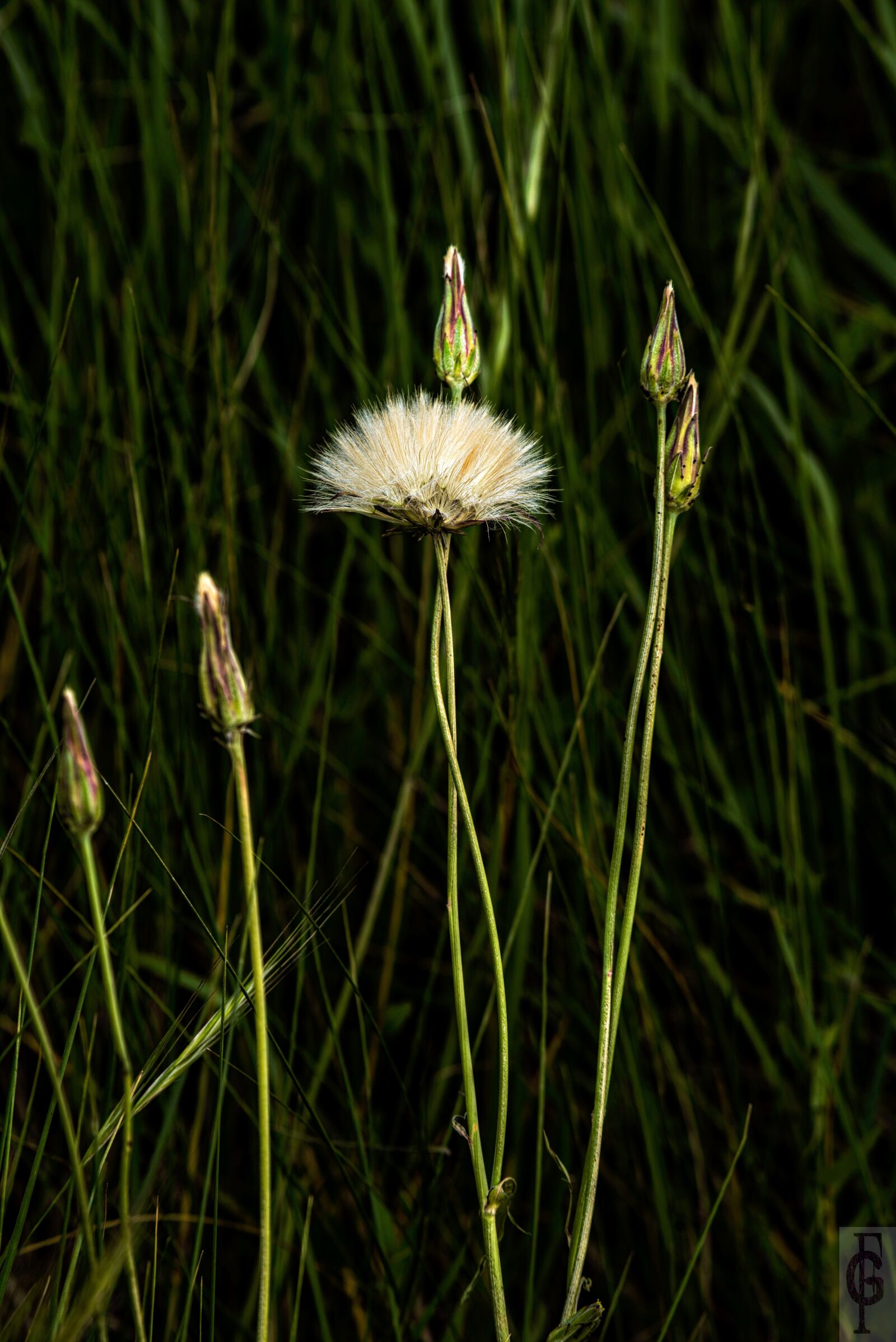 Nikon D810 sample photo. Flower, spring photography
