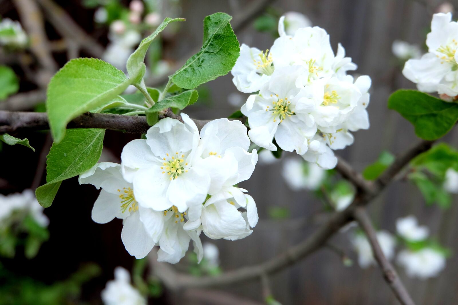 Fujifilm X-A2 + Fujifilm XC 16-50mm F3.5-5.6 OIS II sample photo. Apple tree, flowers, bloom photography