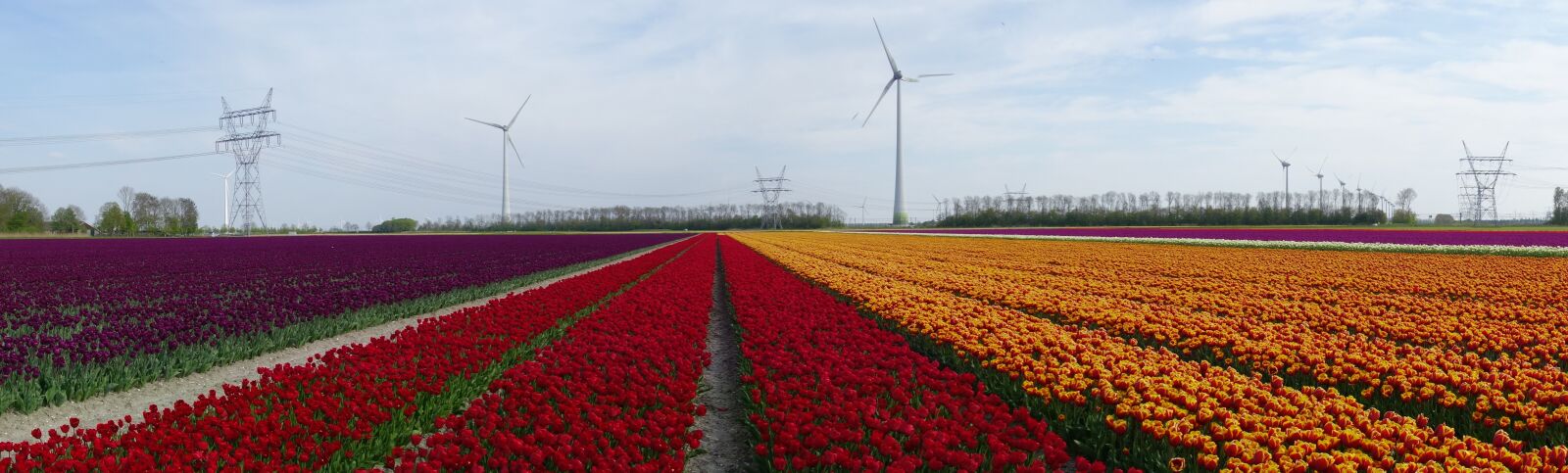 Sony Cyber-shot DSC-RX100 sample photo. Tulips, bulbs, tulip photography