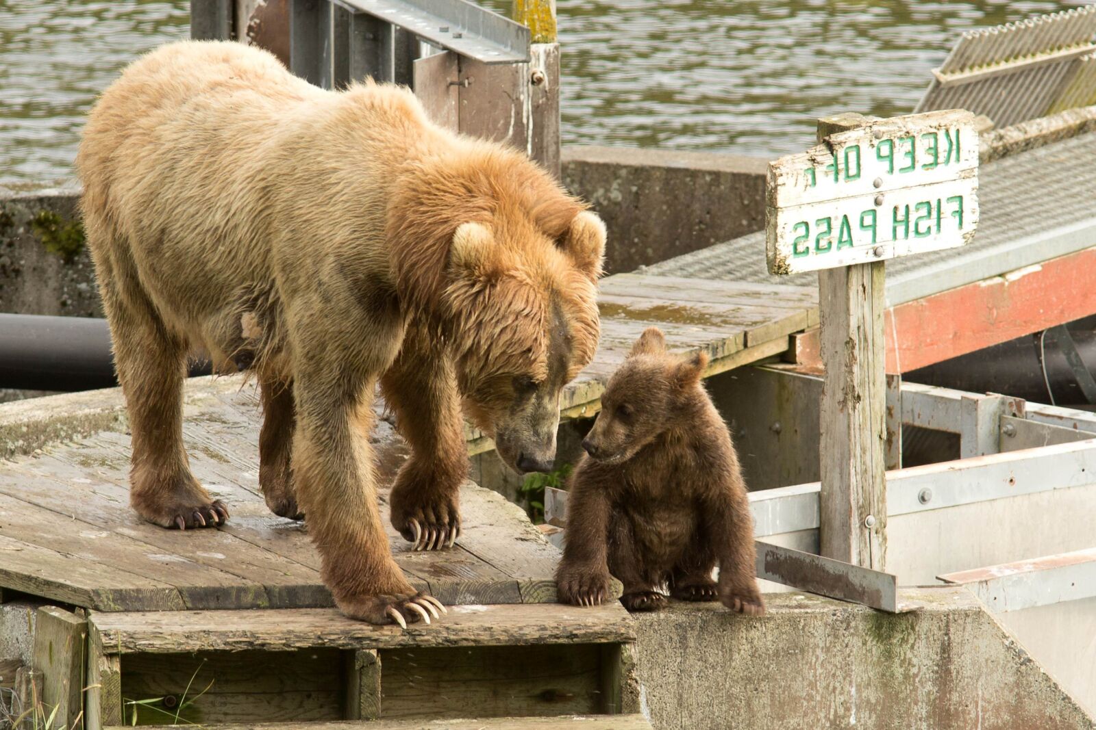 Canon EOS 6D sample photo. Brown bear, sow, cub photography