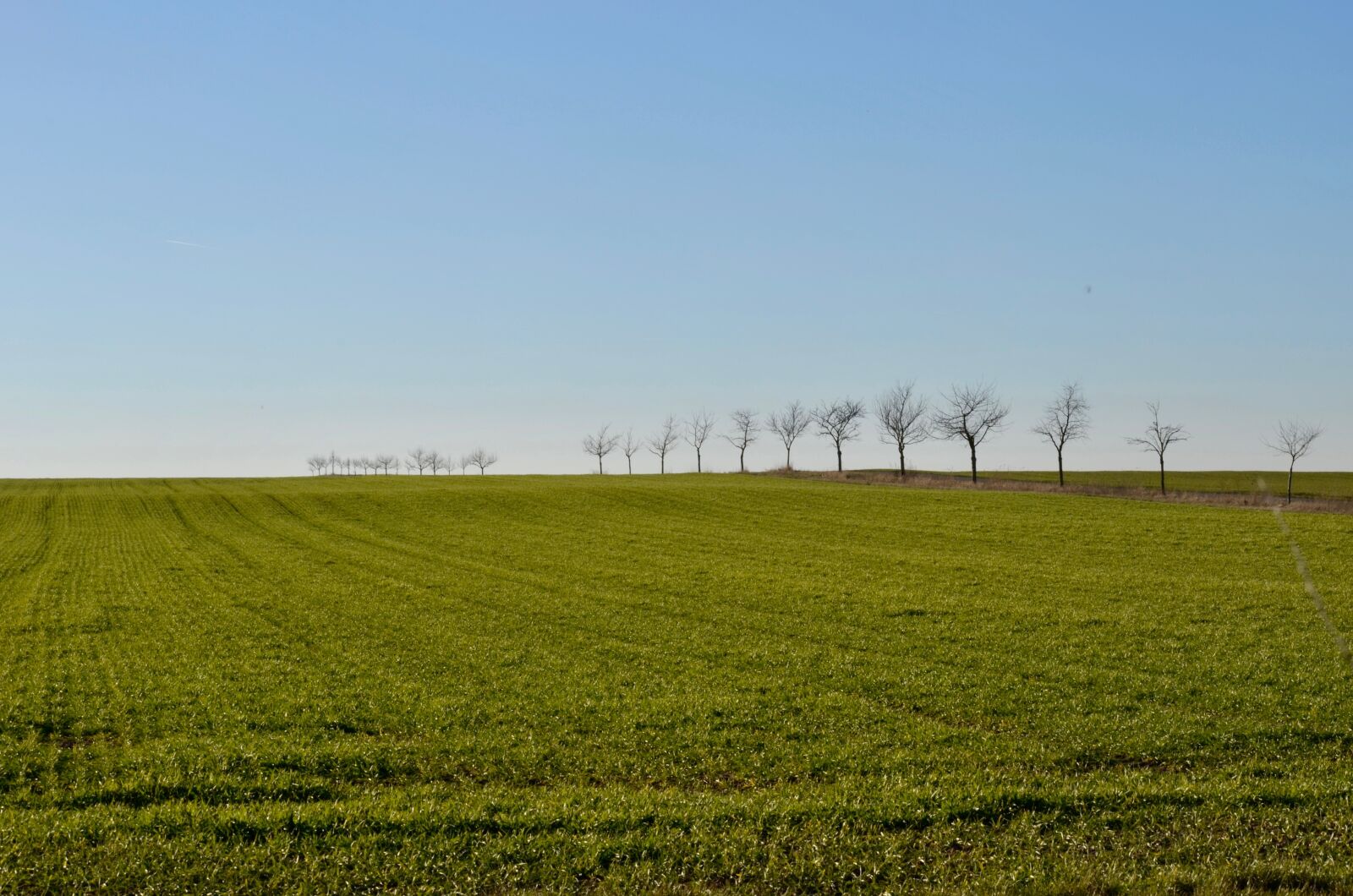 Nikon D5100 sample photo. Trees, arable, field photography