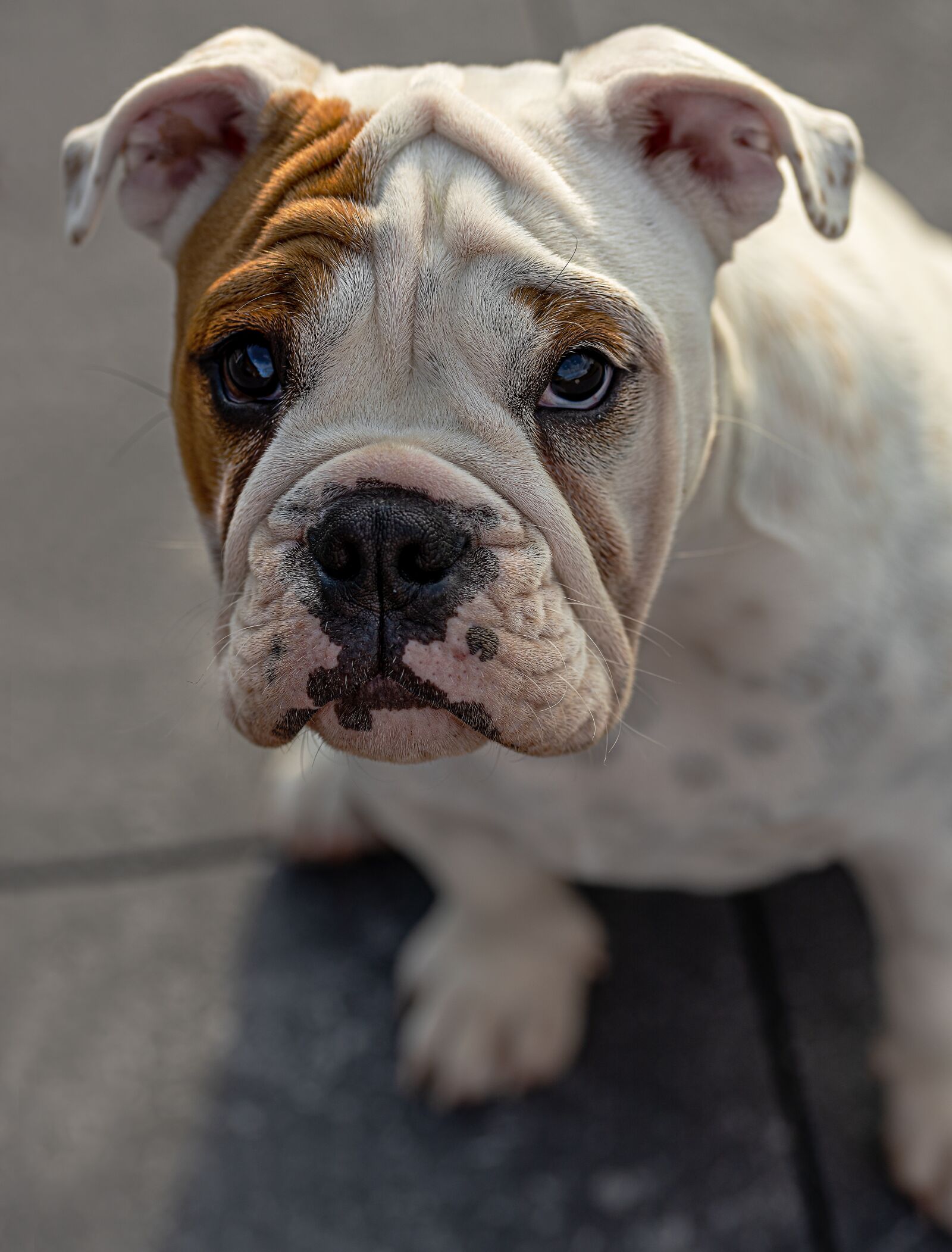 Canon EOS R sample photo. English bull doge, dog photography