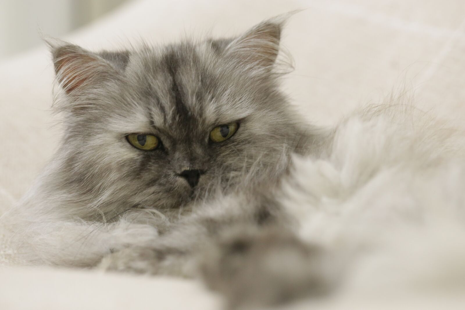 Canon EF 100mm F2.8L Macro IS USM sample photo. Persian cat, feline, honey photography
