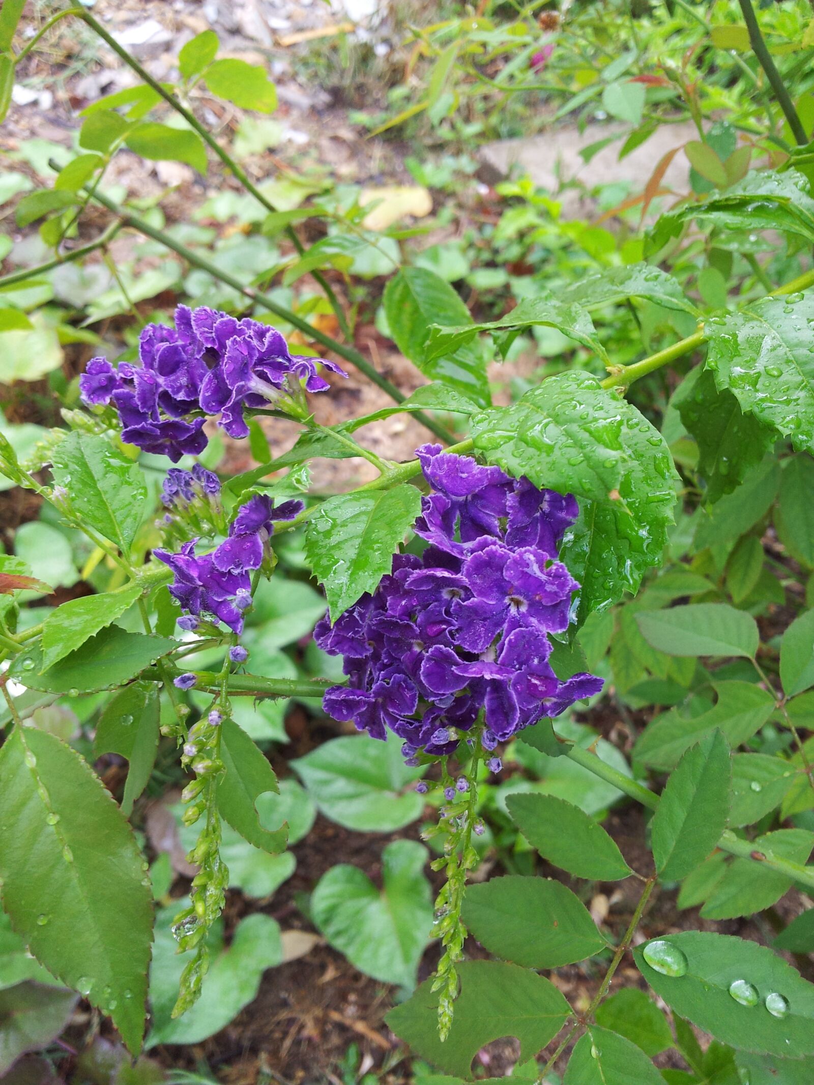 Samsung Galaxy Note sample photo. Flower, purple flower, purple photography