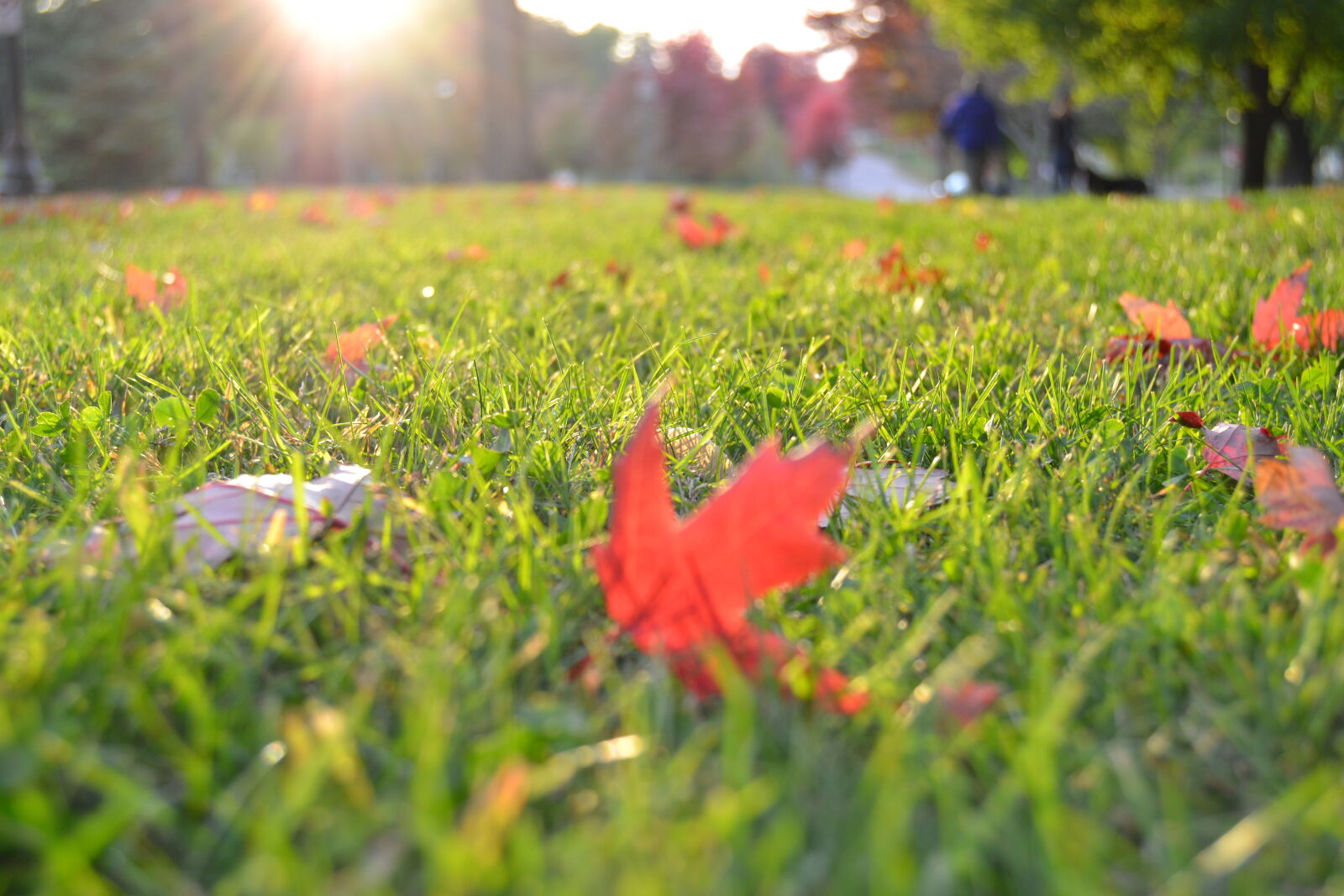 Nikon D3100 sample photo. Lawn, meadow, leaves, grass photography