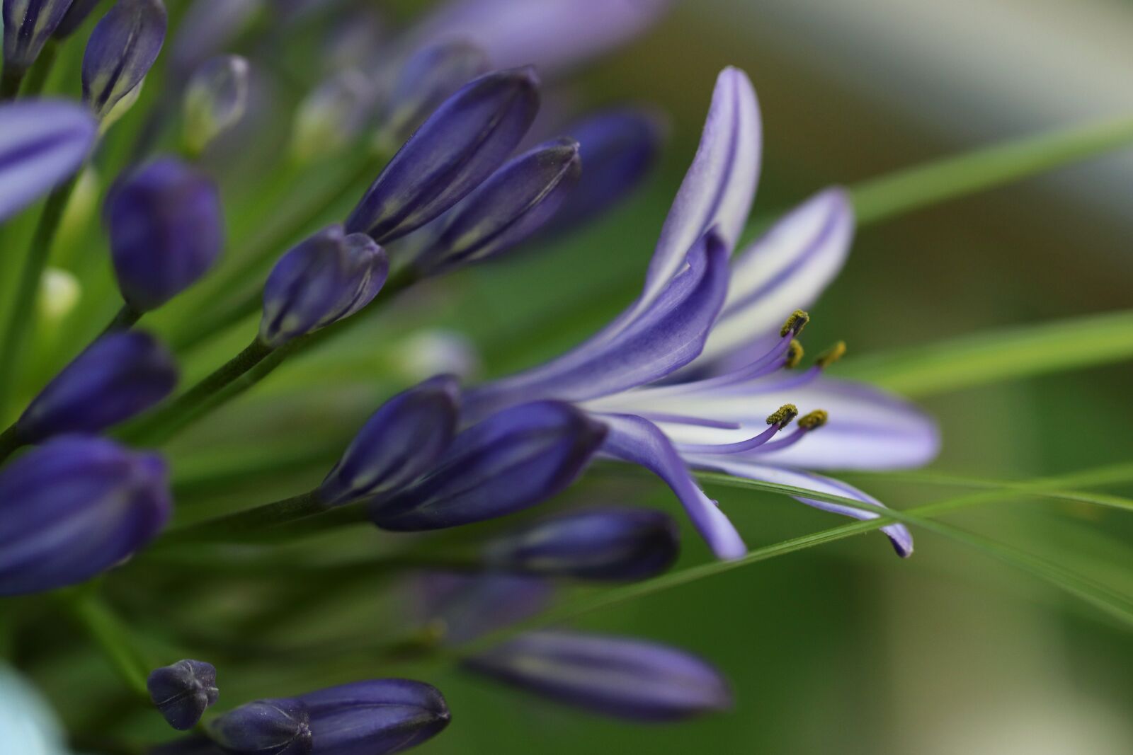 Canon EOS 800D (EOS Rebel T7i / EOS Kiss X9i) sample photo. Agapanthus, agapanthus praecox, schnittblume photography