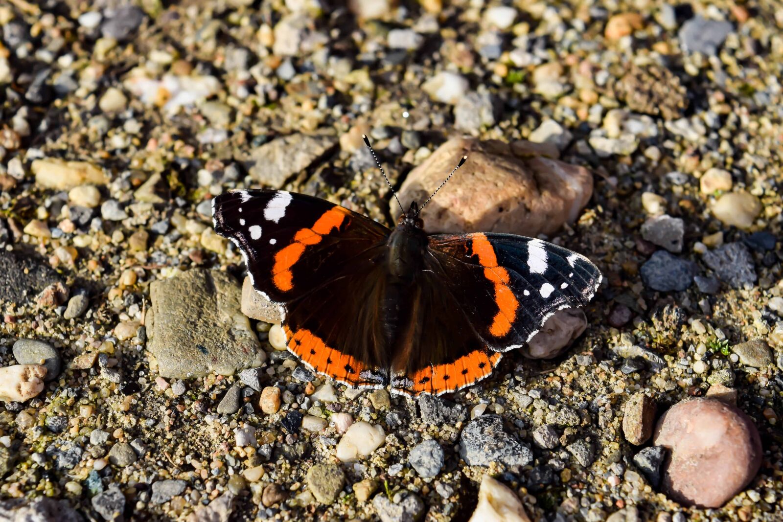Nikon D3300 sample photo. Butterfly, insect, nature, invertebrate photography