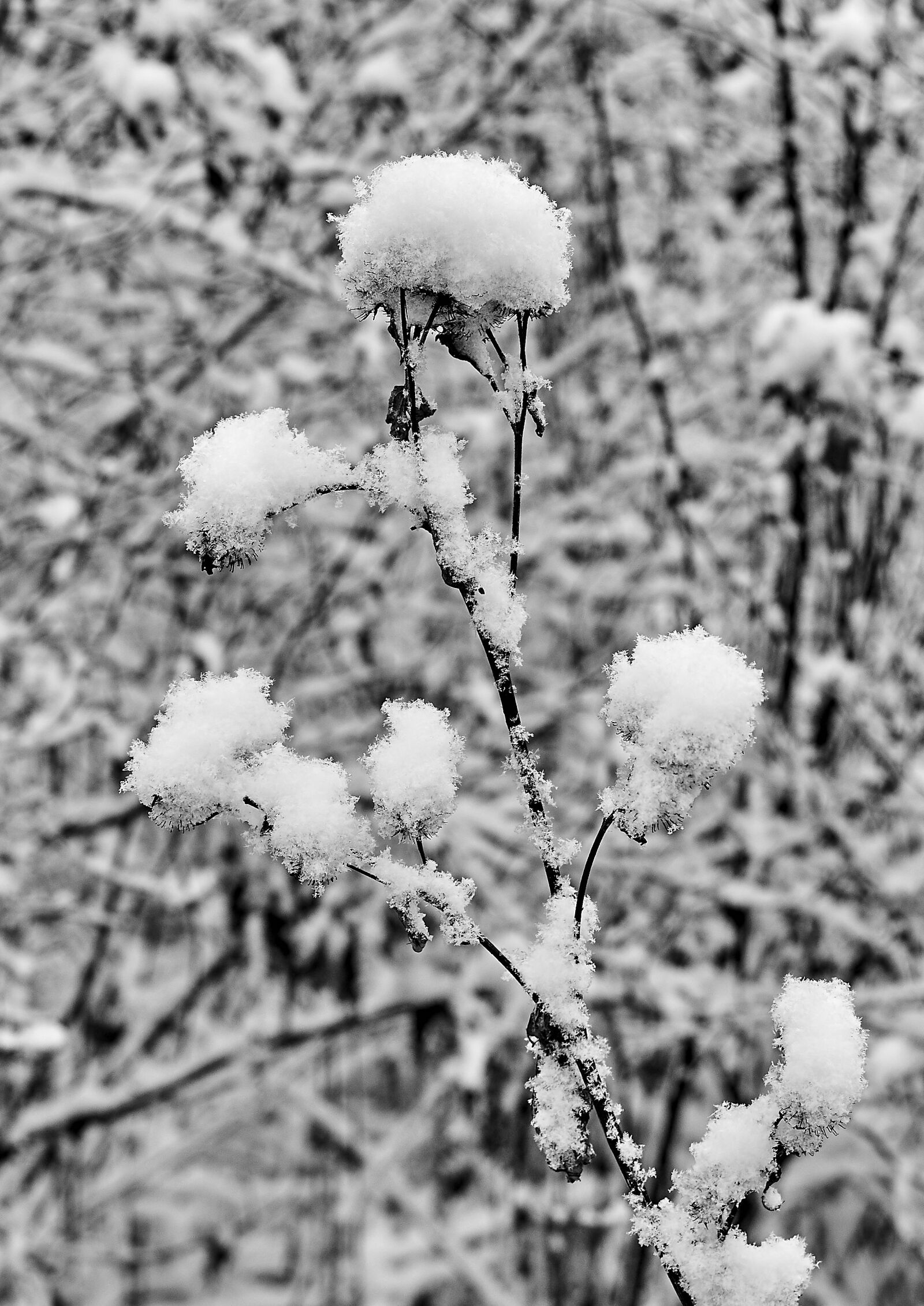 Canon EOS 100D (EOS Rebel SL1 / EOS Kiss X7) + Canon EF-S 18-135mm F3.5-5.6 IS STM sample photo. Snow, snowflake, snowflakes photography