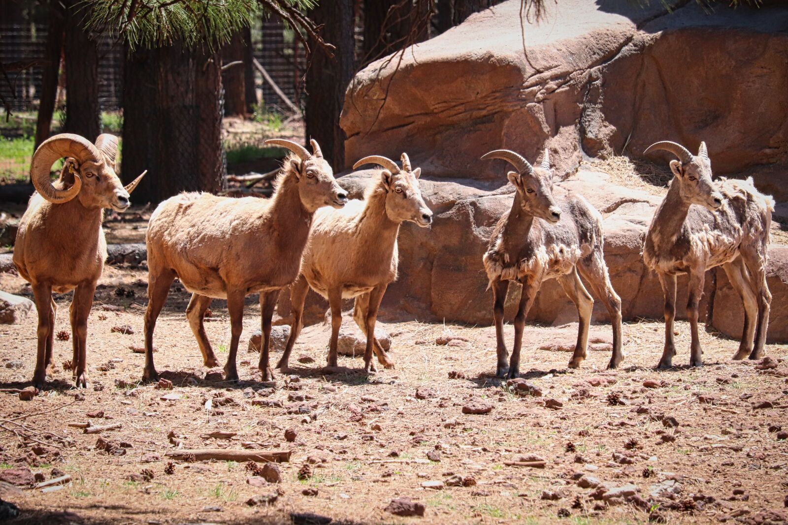 Canon EOS 200D (EOS Rebel SL2 / EOS Kiss X9) sample photo. Mountain, goat, horns photography