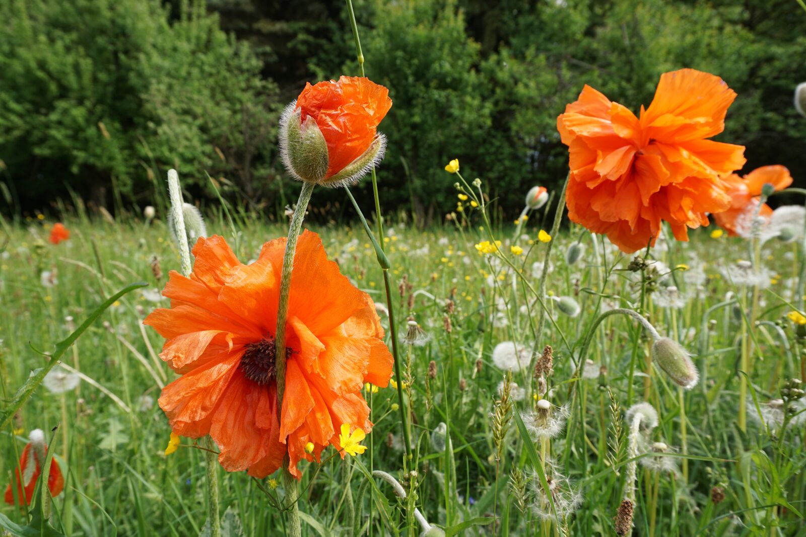 Sony a6000 sample photo. Poppy flower, orange, nature photography