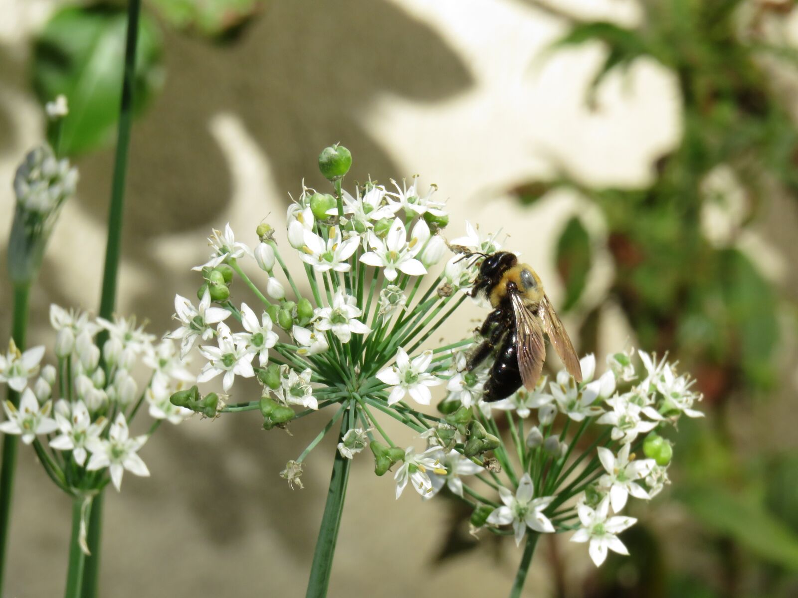 Canon PowerShot SX710 HS sample photo. White flowers, bee, outside photography