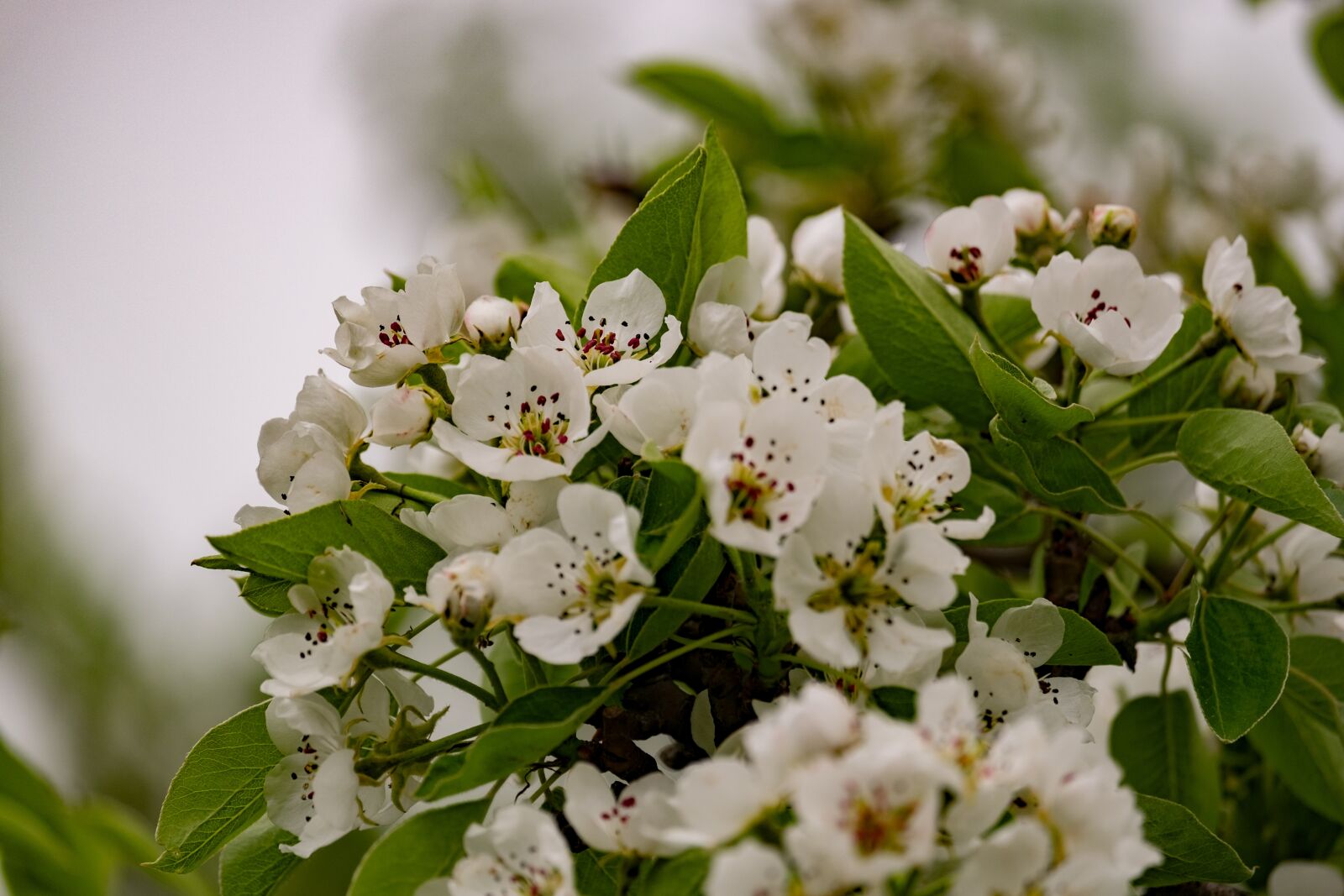 Fujifilm X-T10 + Fujifilm XF 55-200mm F3.5-4.8 R LM OIS sample photo. Flower, pear tree, spring photography