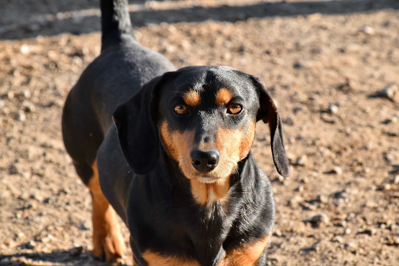 Nikon D5500 sample photo. Beautiful image, cute, dachshund photography